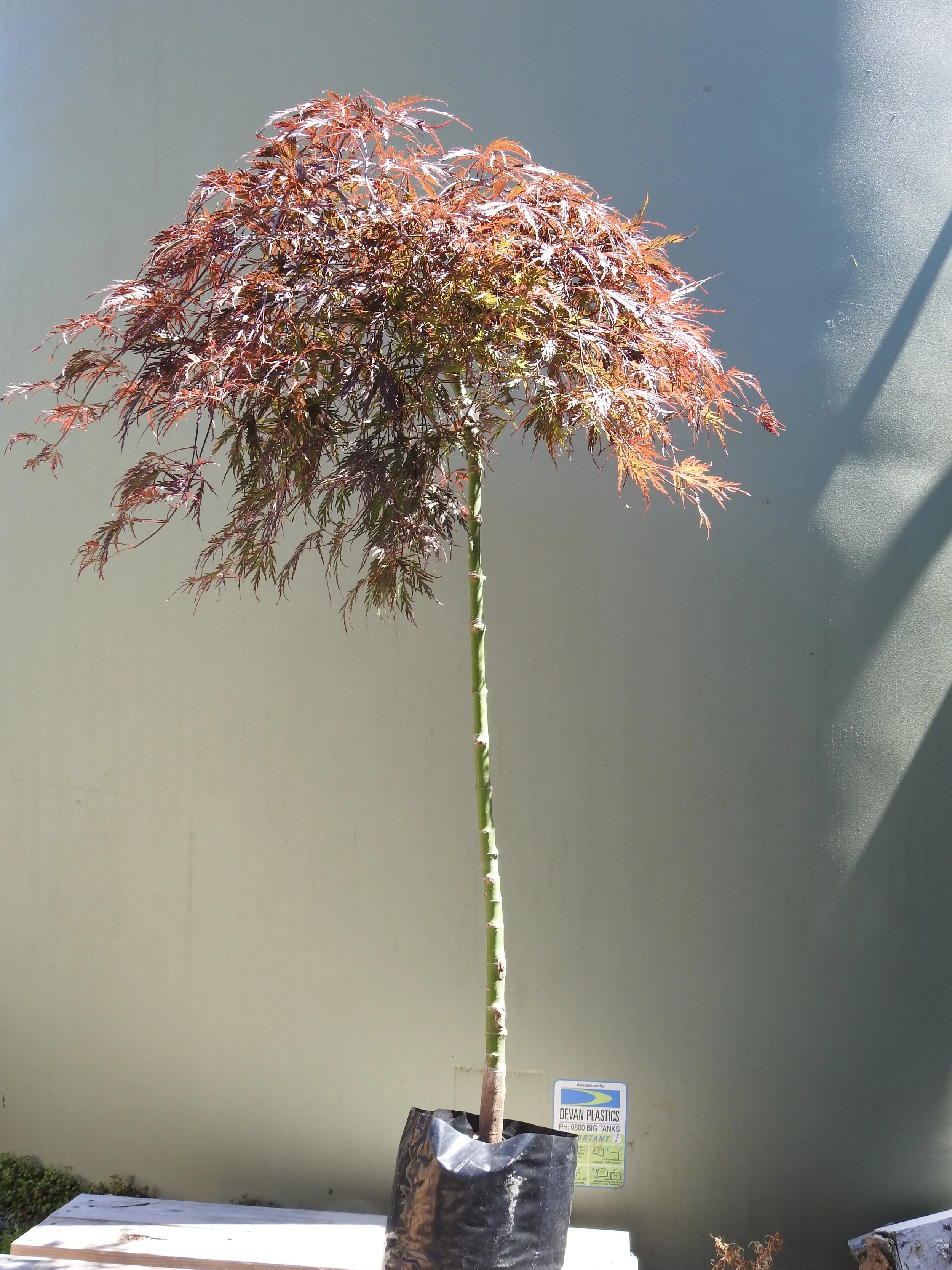 Acer Pal Dis Tamukeyama.JPG