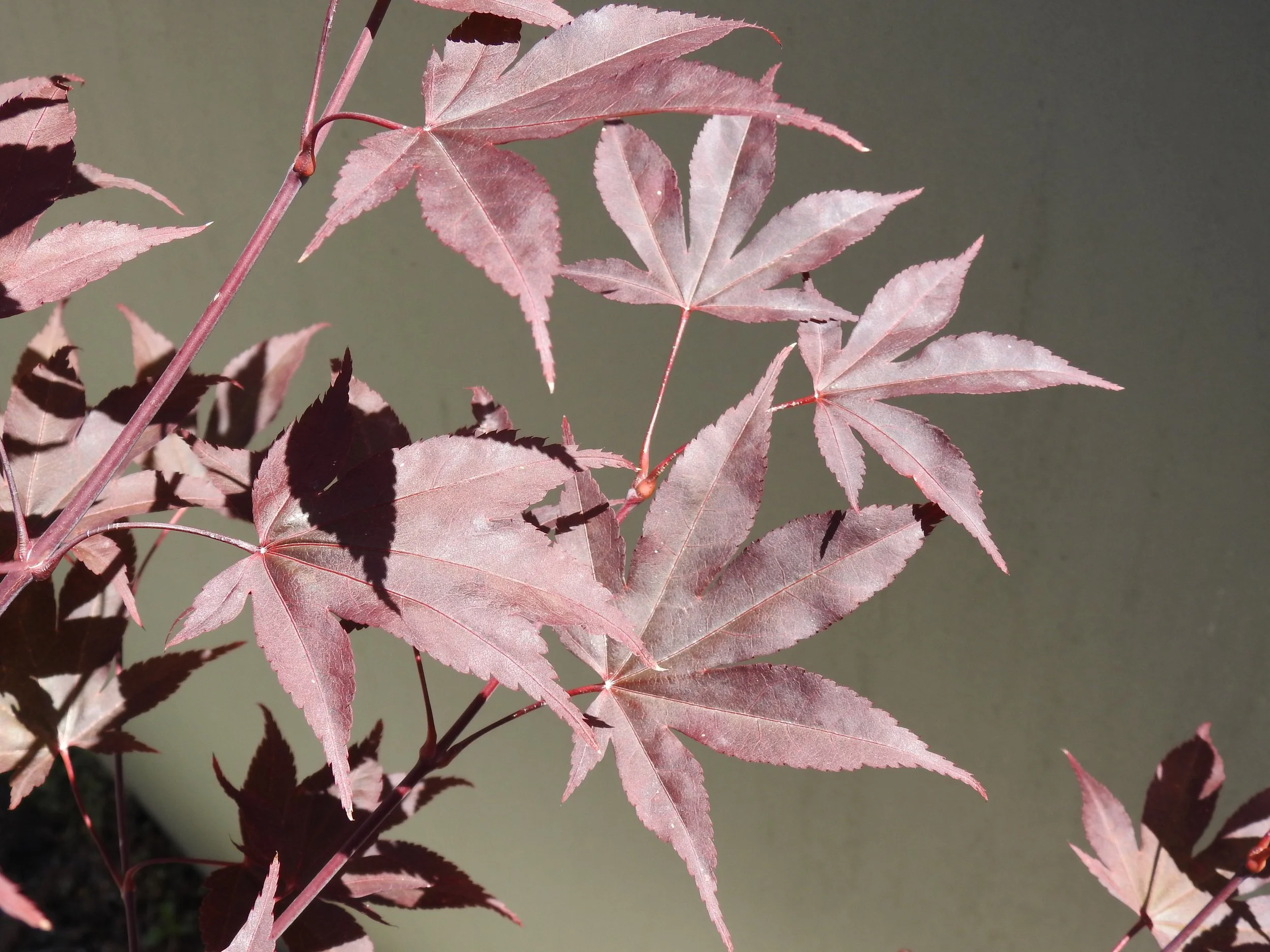Close up Acer Patio Pal Red Emperor.JPG