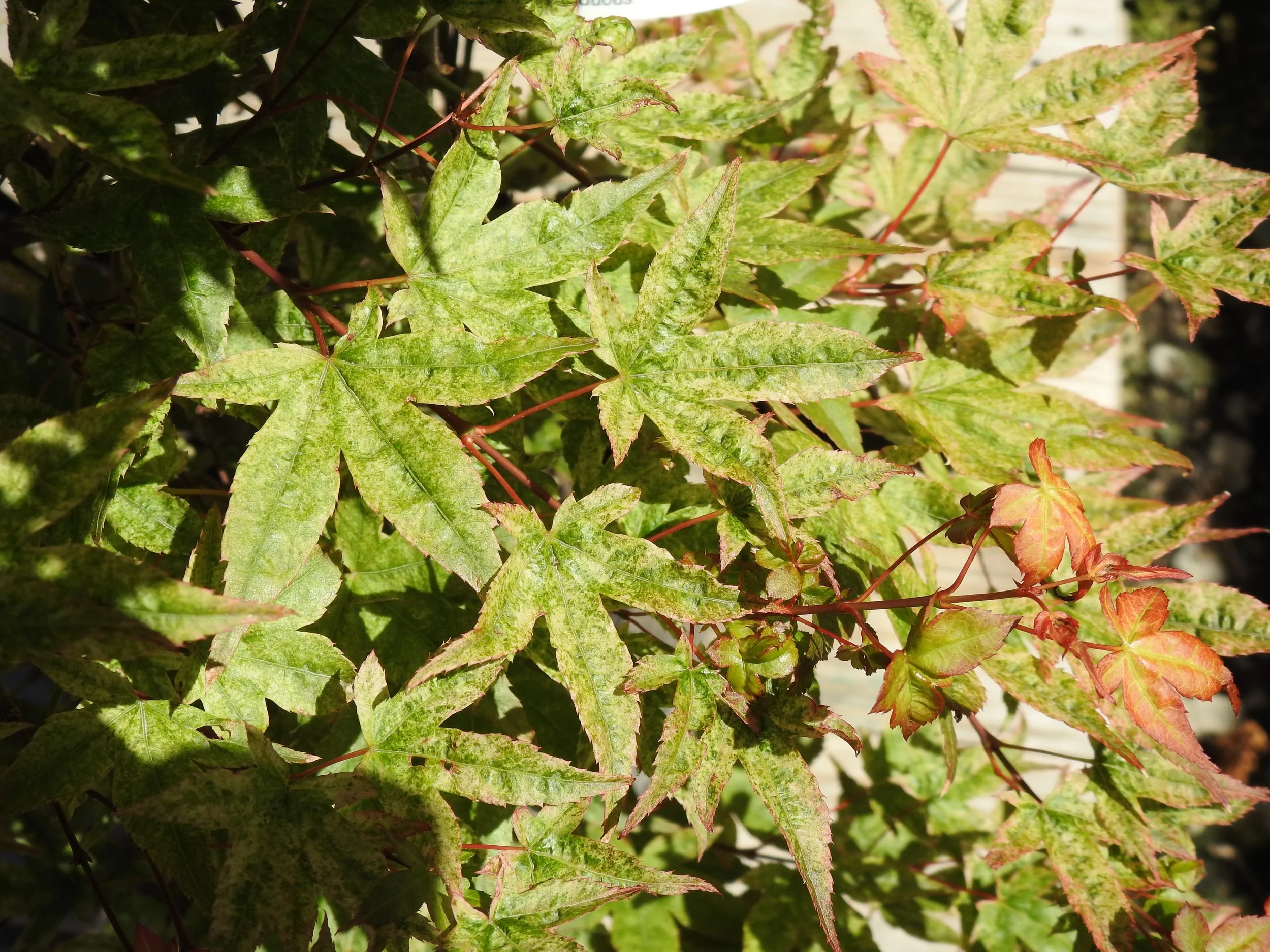 Close up Acer Pal Chishio.JPG