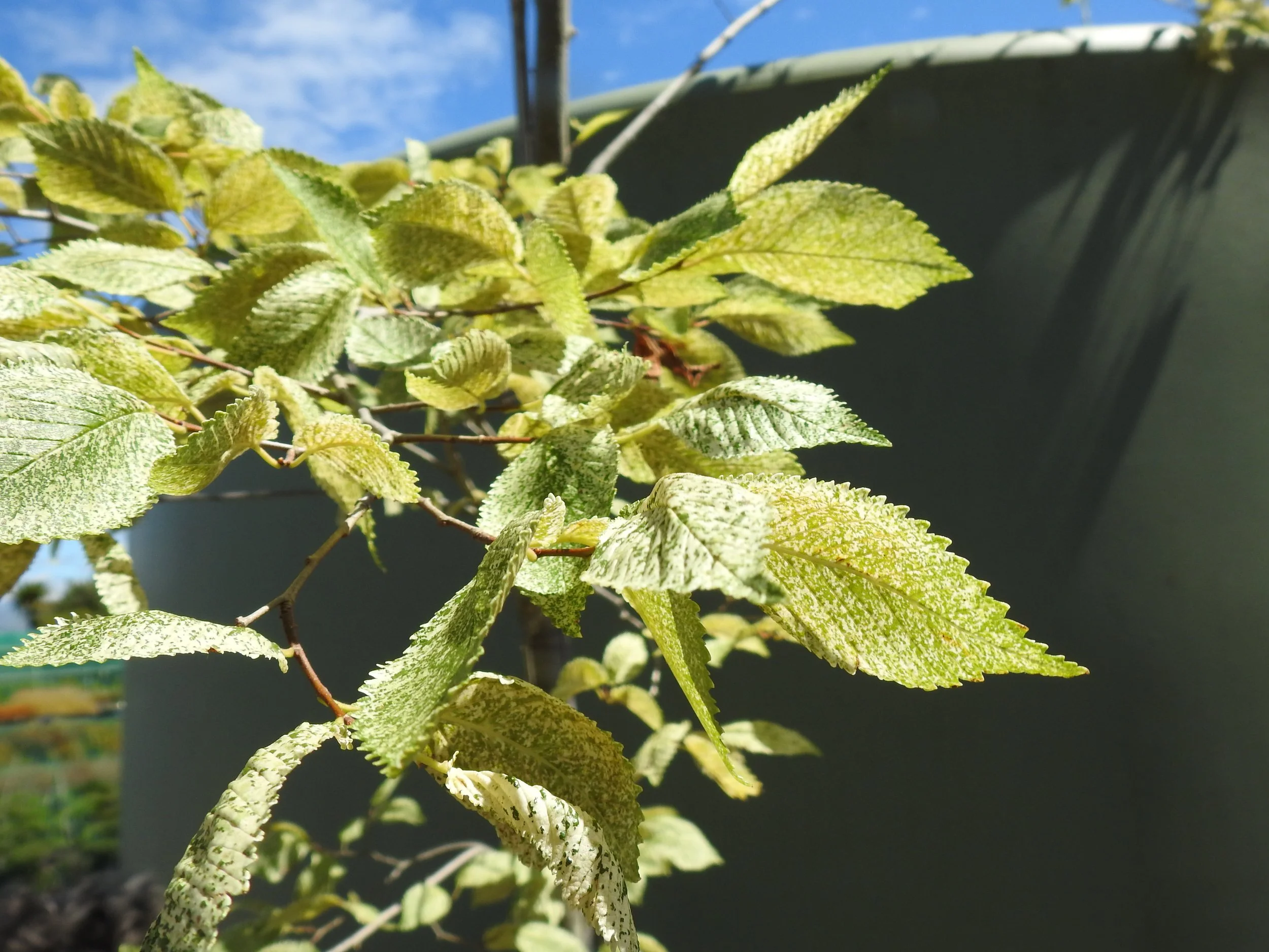 Close up Ulmus Carpinifolia Variegata.JPG