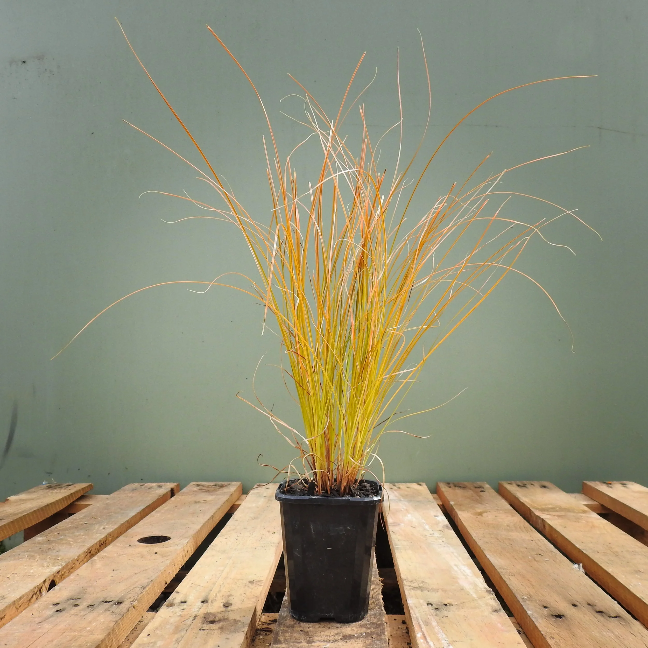 Carex testacea 9cm.jpg