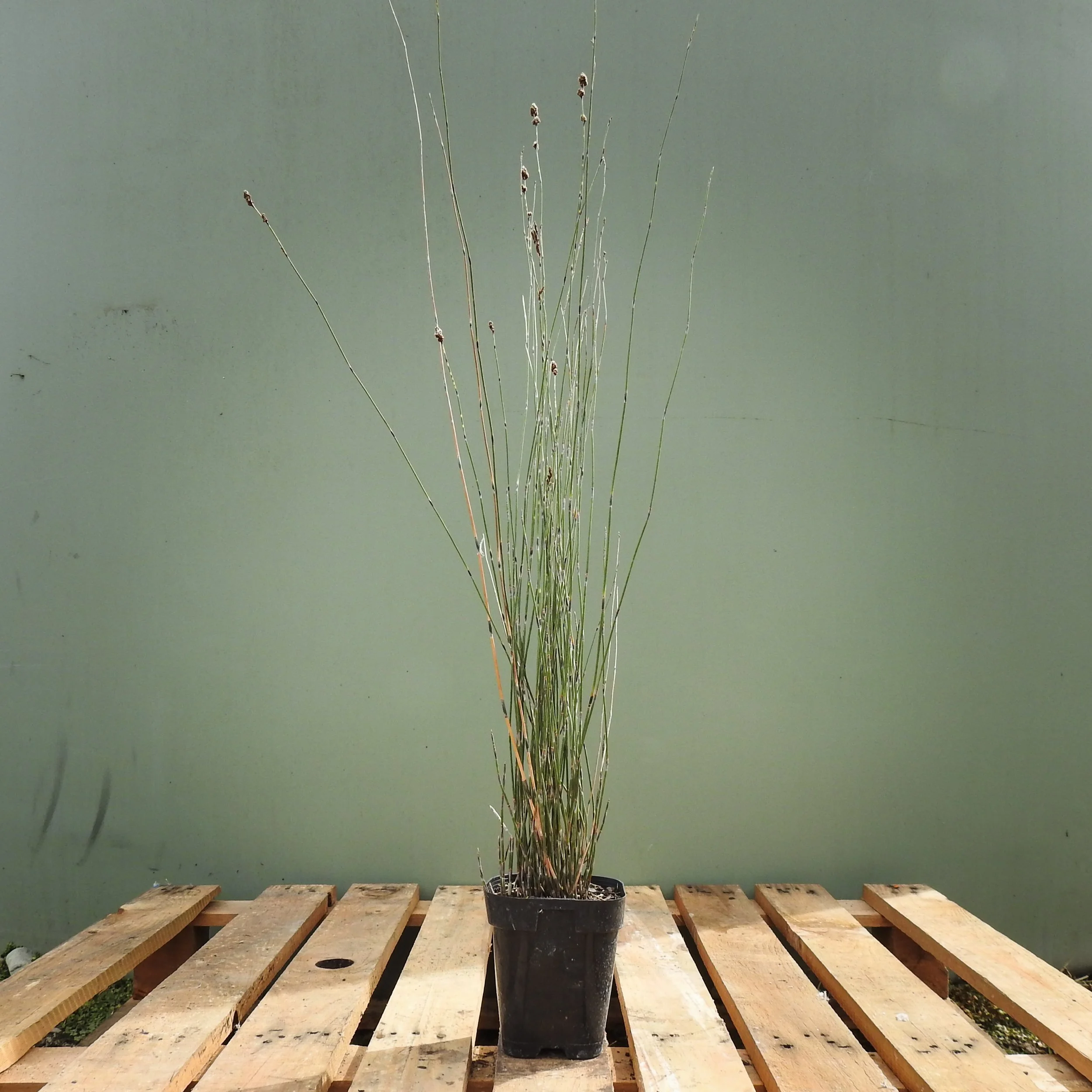 Apodasmia similis 1Lt.jpg