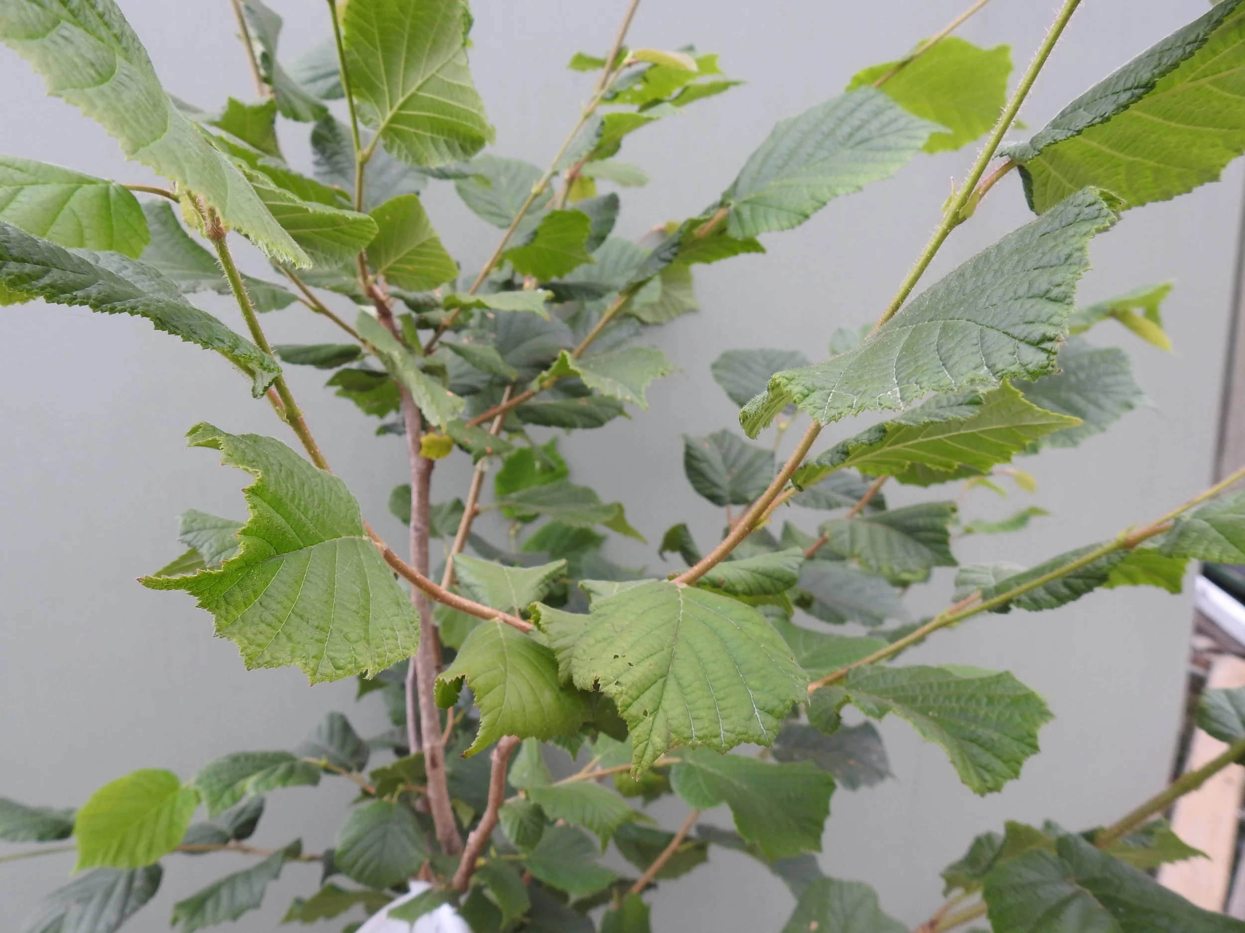 Close up Corylus Avellana.JPG