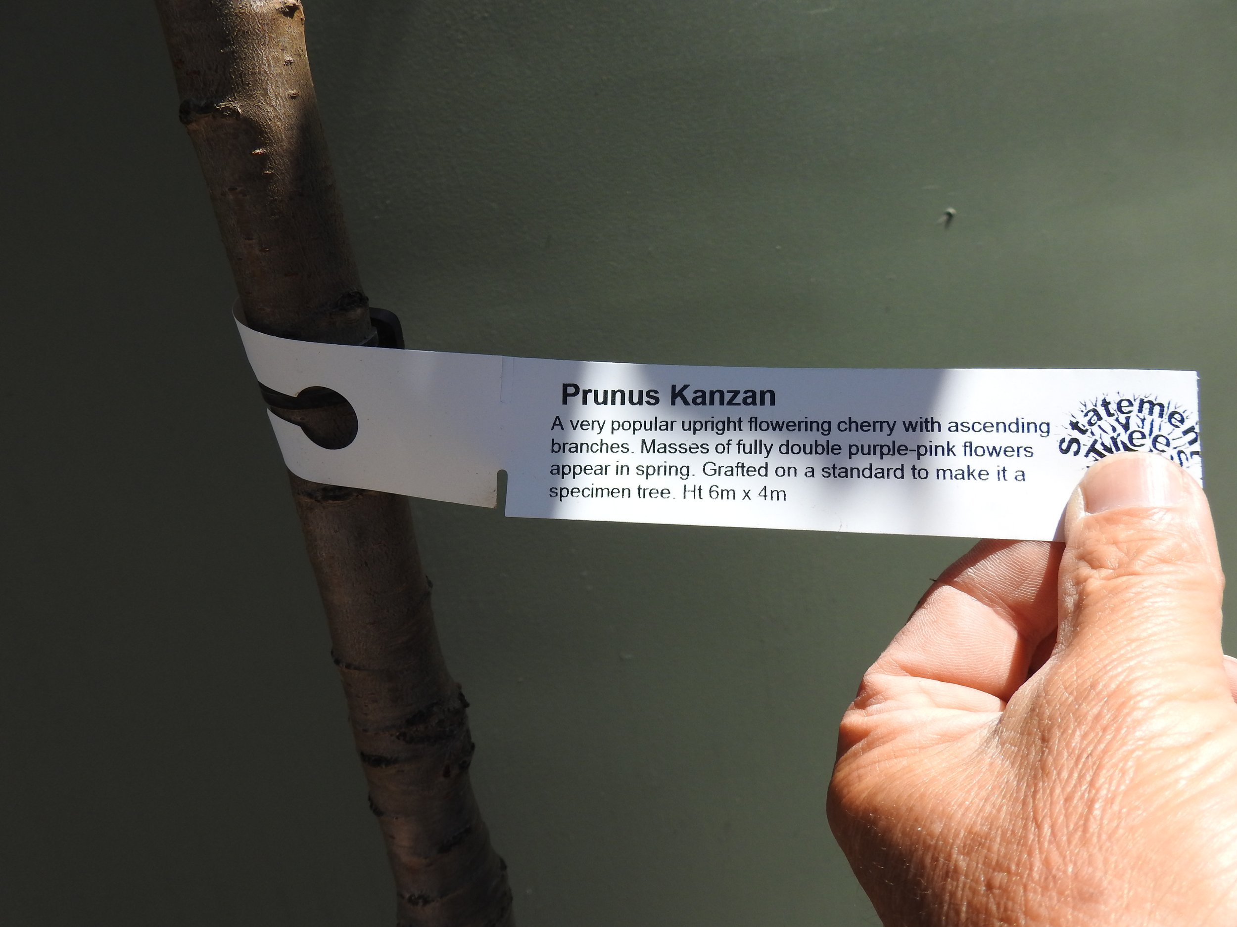 Description Prunus Kanzan.JPG