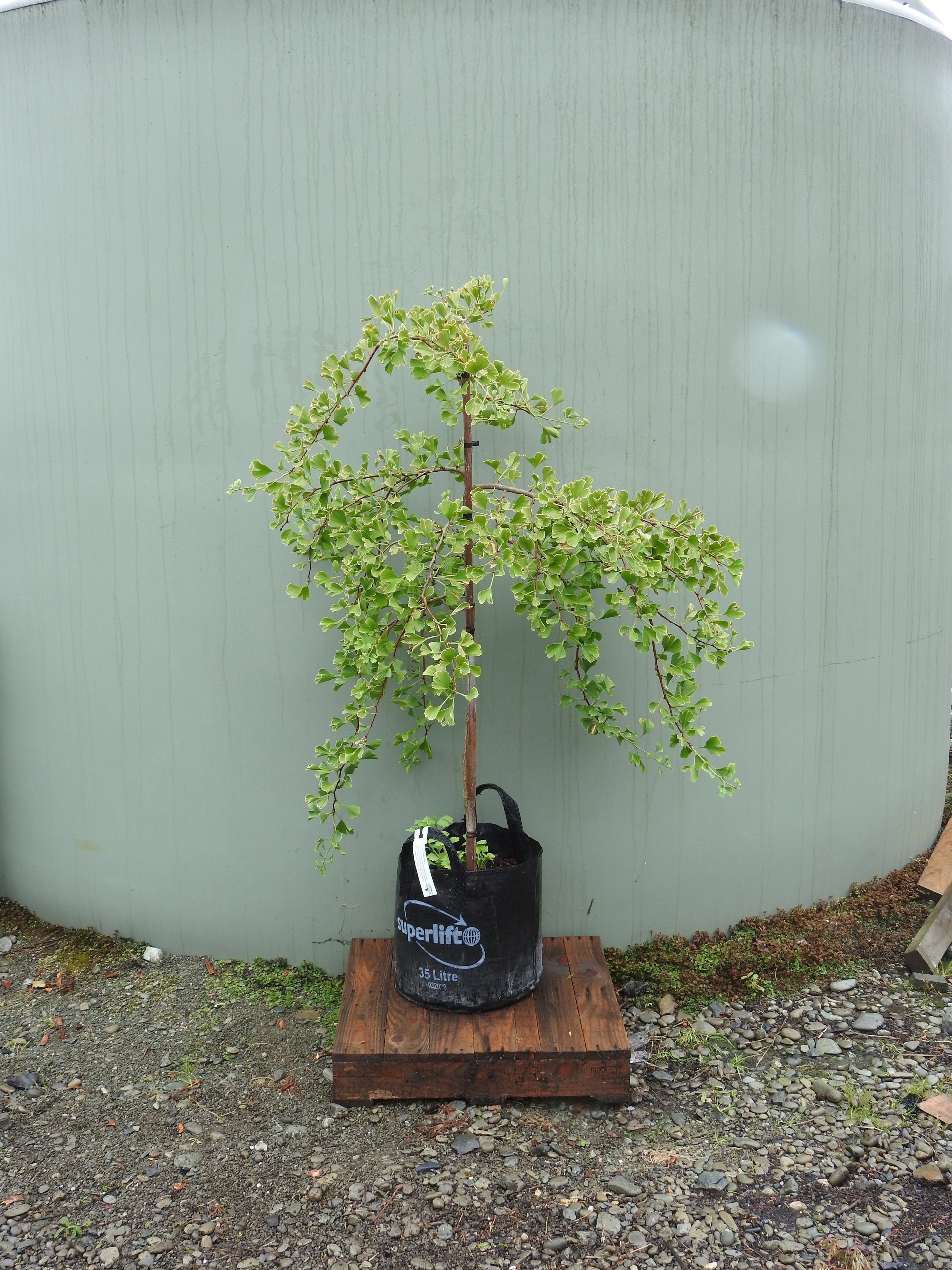 Ginko Little Weeper.JPG