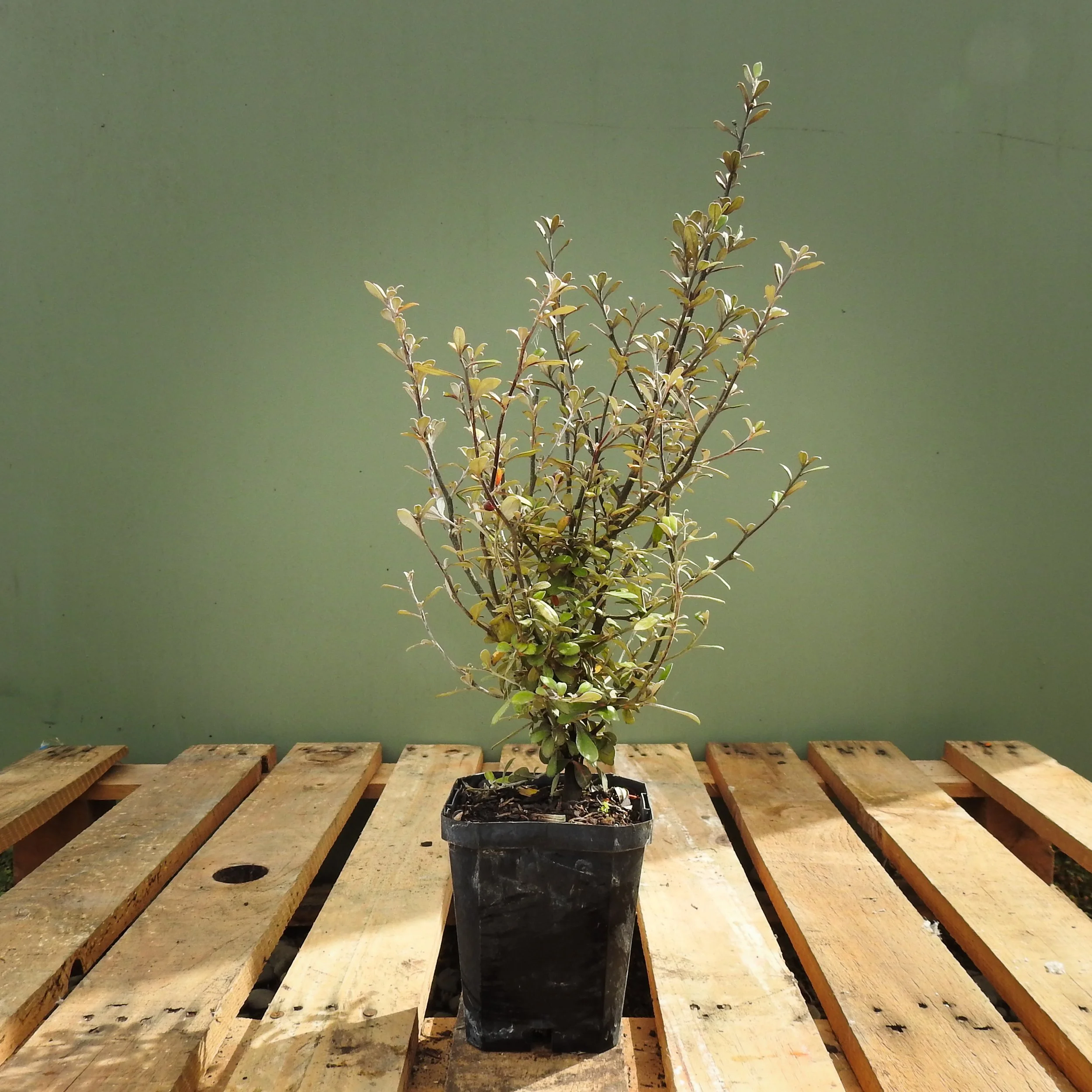 Corokia Frosted Chocolate 1Lt.jpg