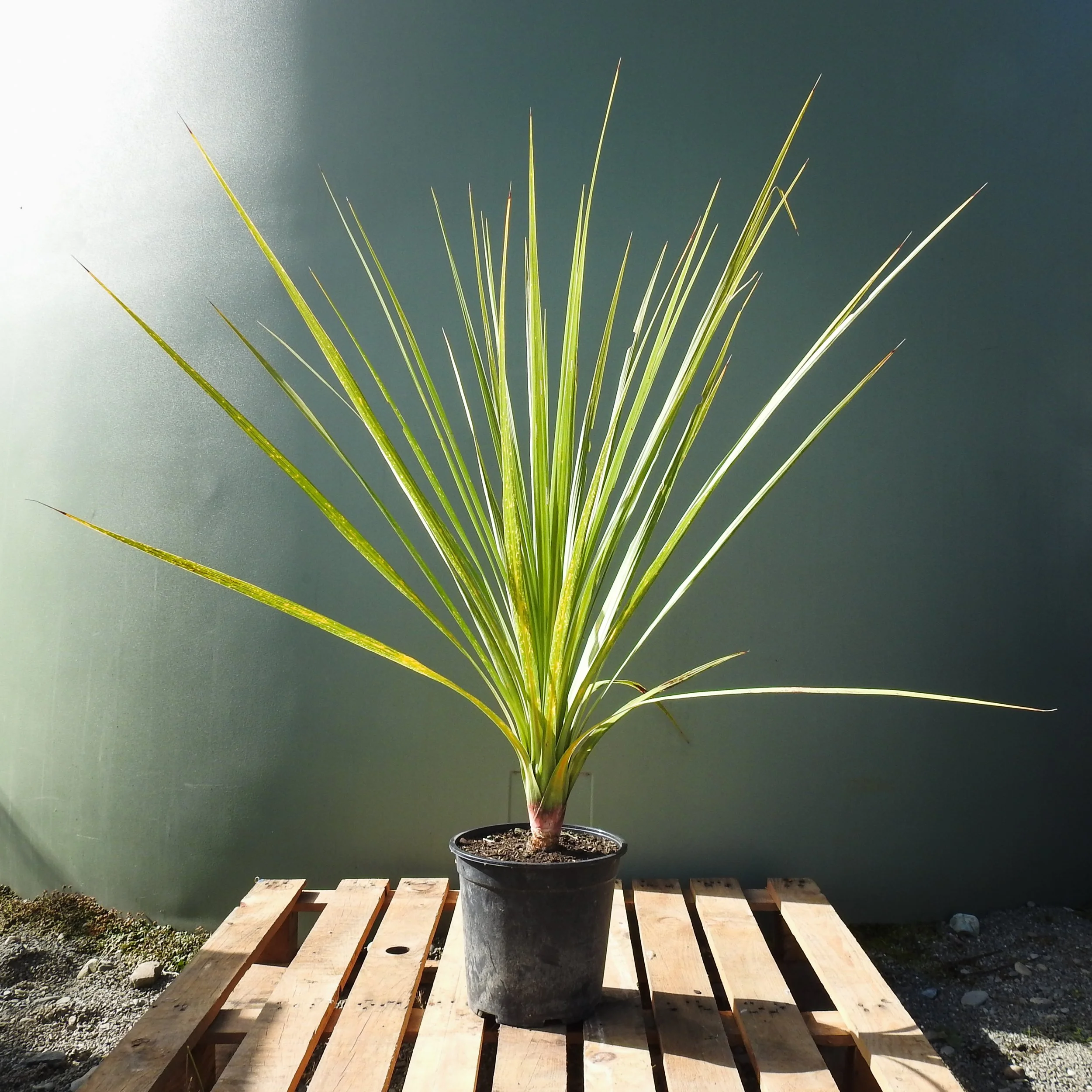 Cordyline australis 'Albertii' 18Lt.jpg