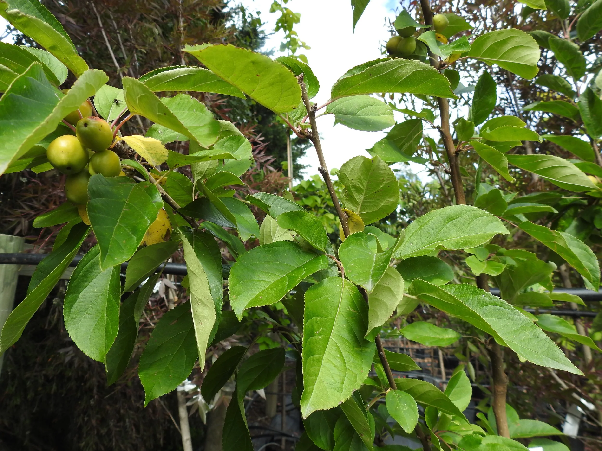 Close up Malus Golden Hornet.JPG