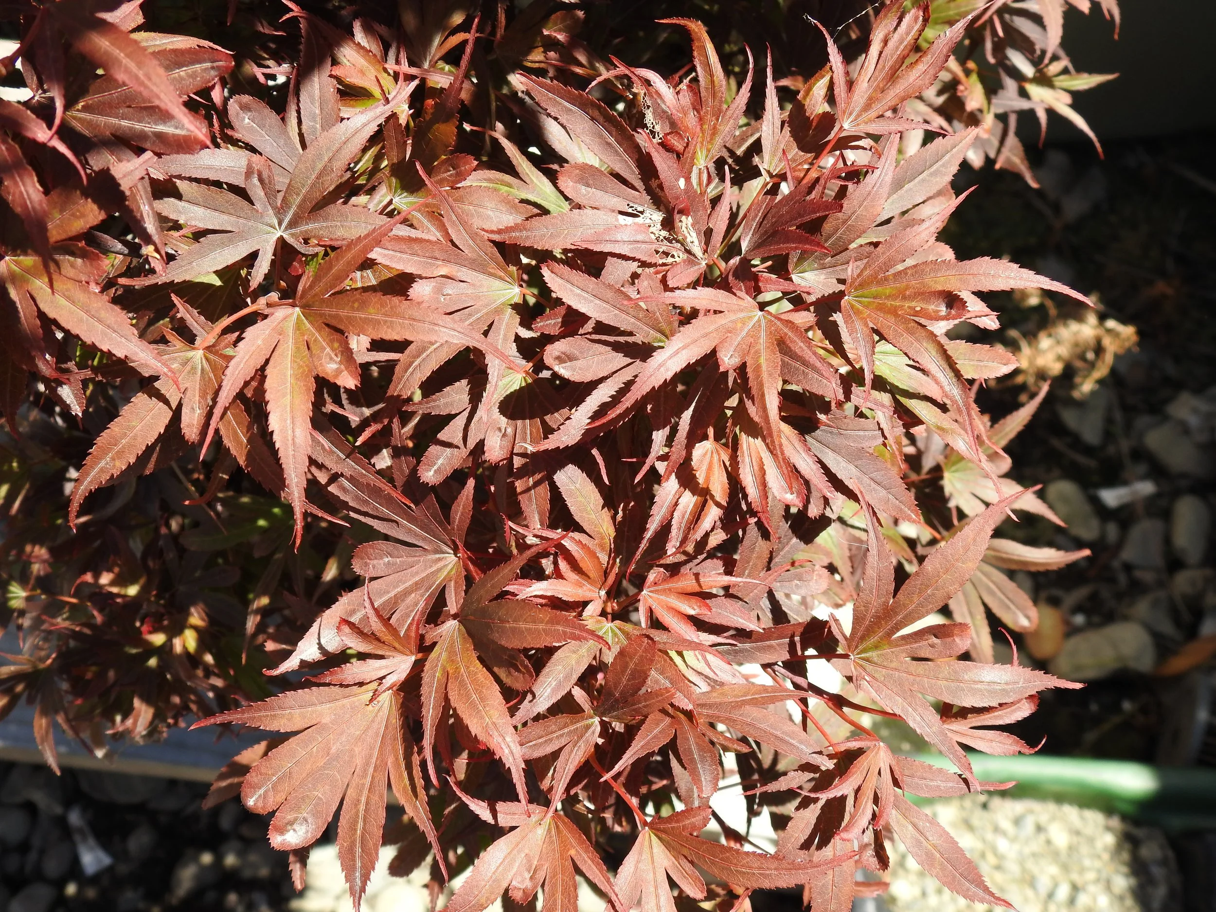 Close up Acer Shaina.JPG