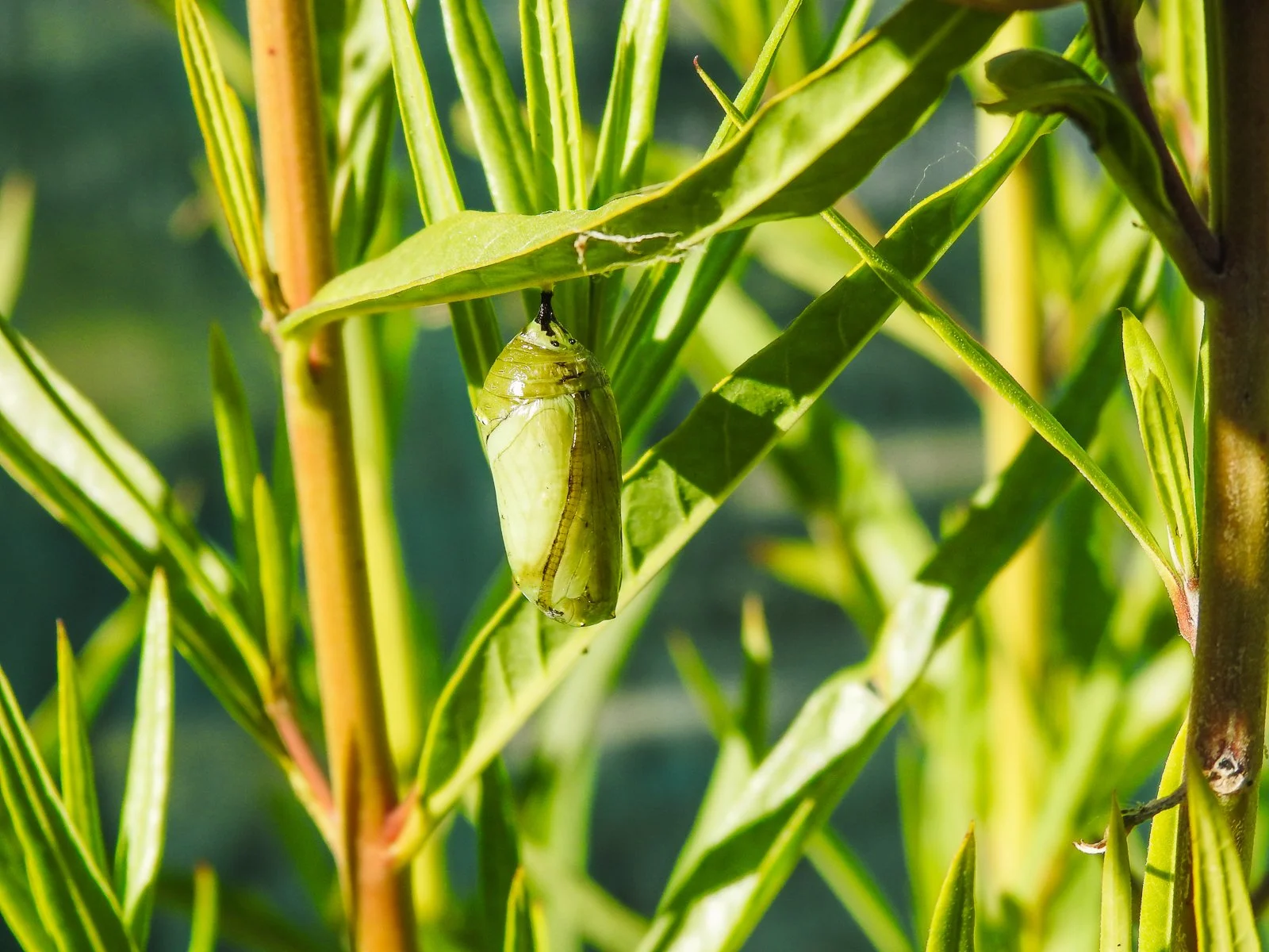 MonarchButterfly_Cacoon.jpg