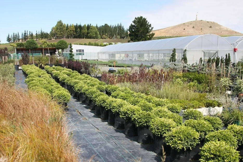 Trees and Monument.JPG