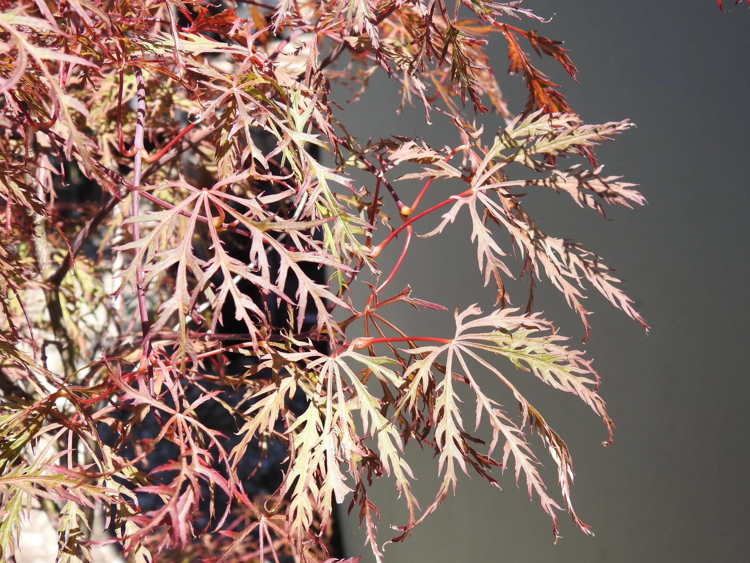 Close up Ace Pal. Dissectum Baldsmith .JPG