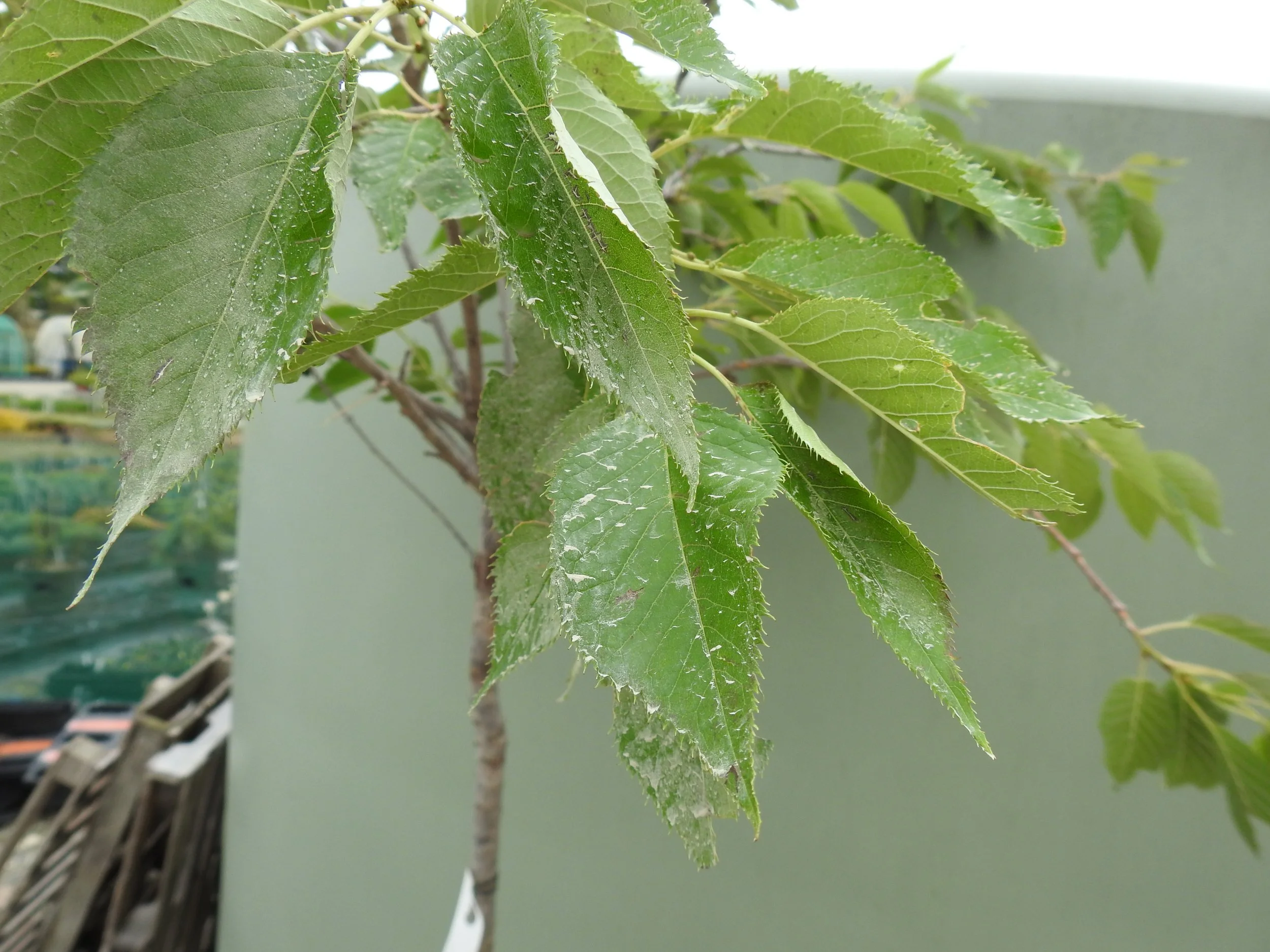 Close up Prunus Shimidsu Sakura.JPG