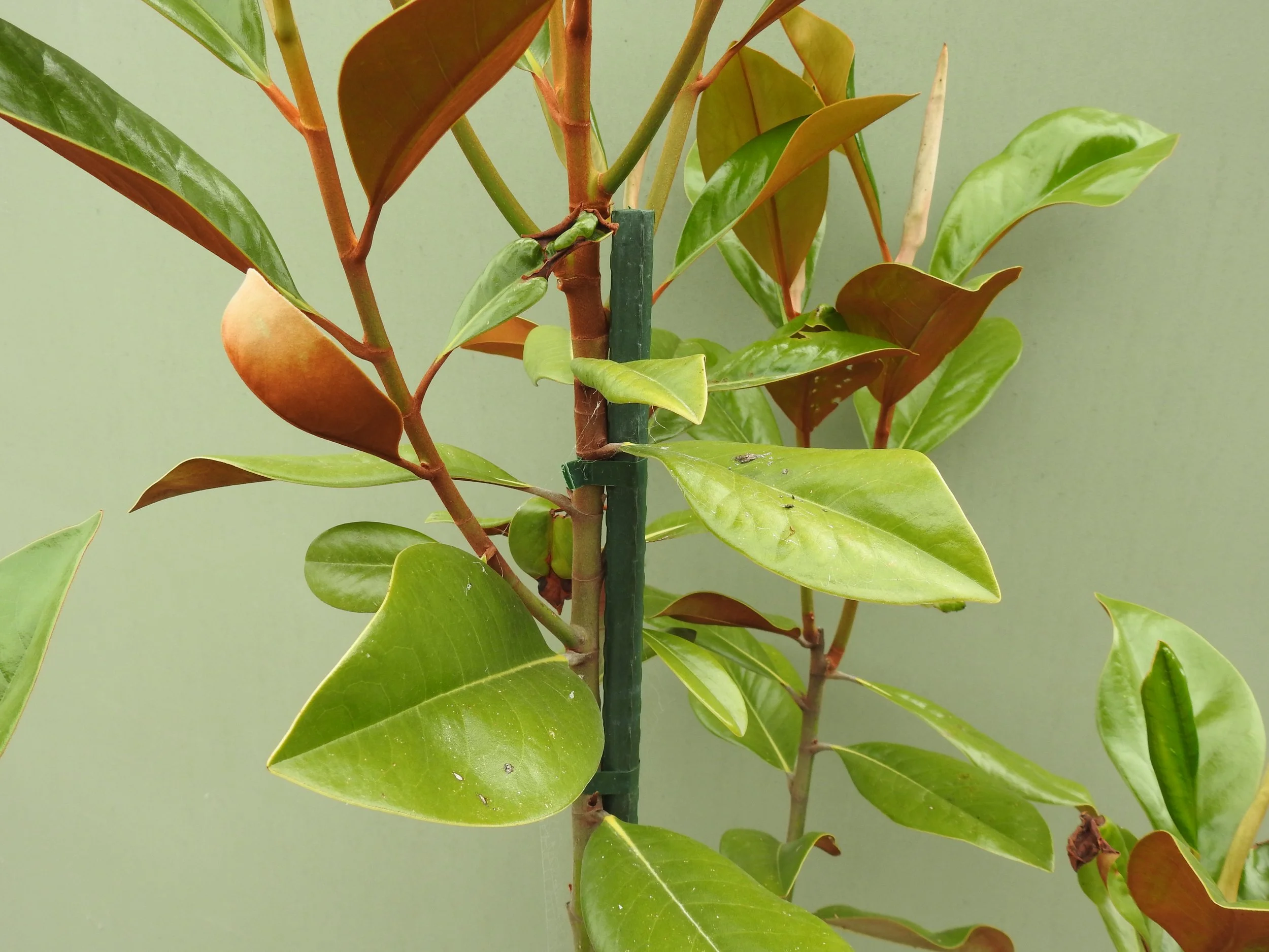 Close up Magnolia Grand Blanchard.JPG