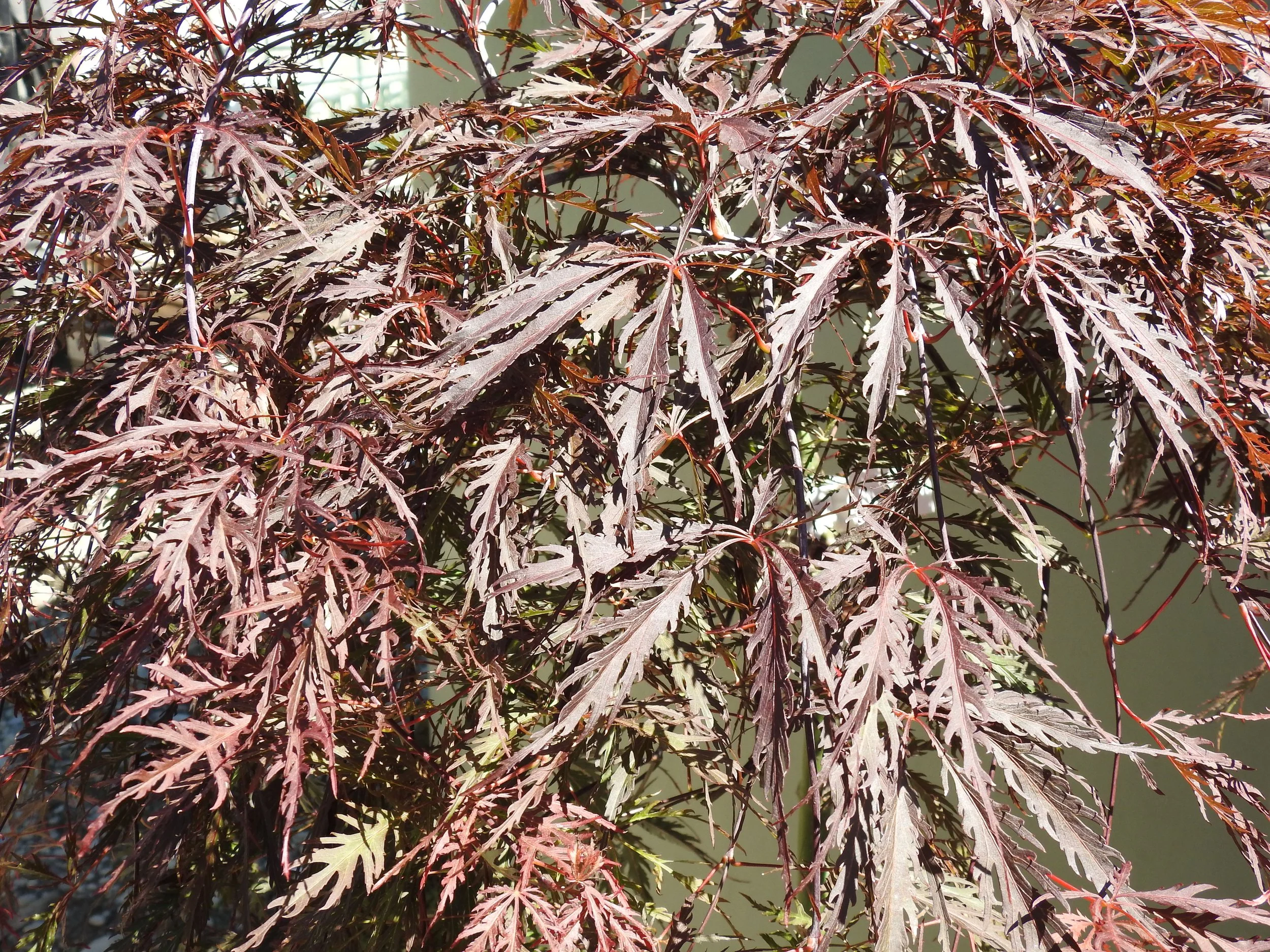 Close up Acer Pal Dis Tamukeyama.JPG