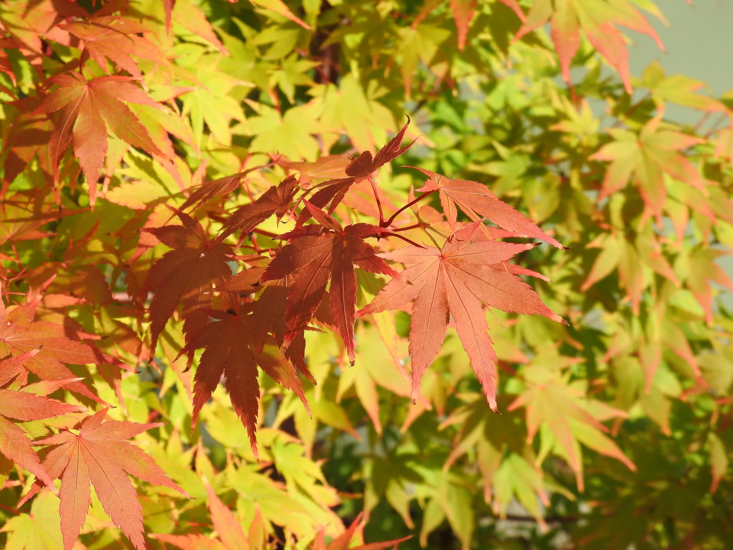 Close up Acer Senkaki - Coral Bark Maple.JPG