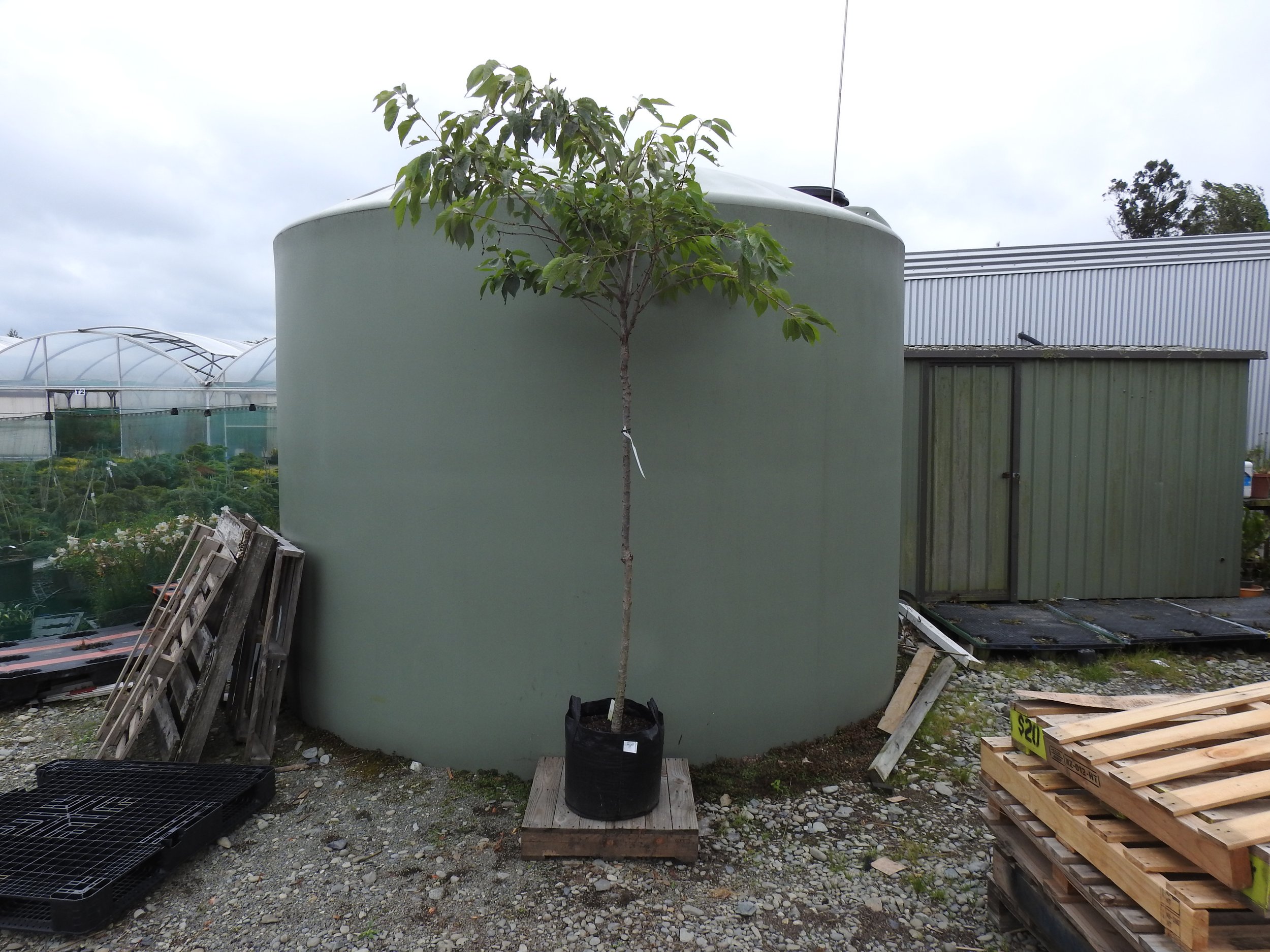 Prunus Shimidsu Sakura 2 .JPG