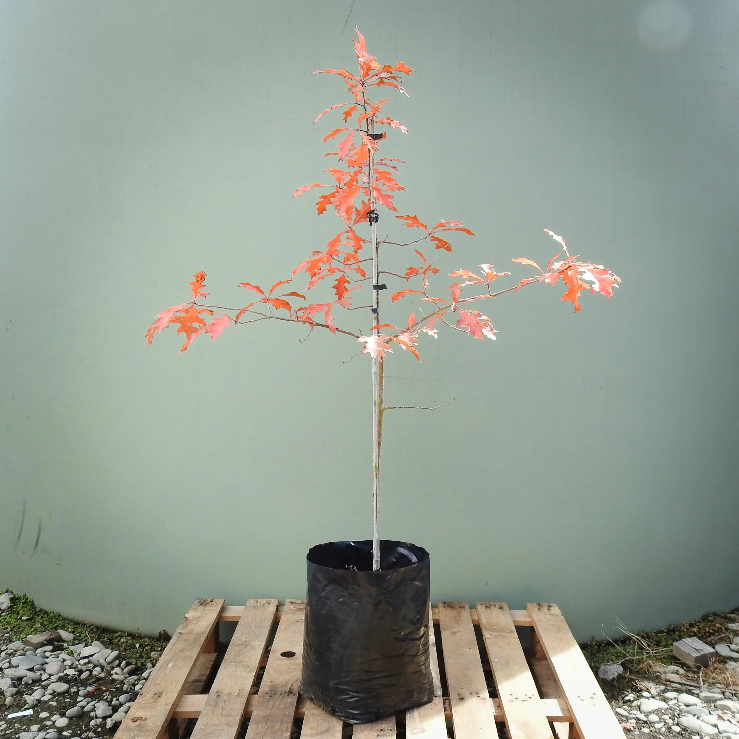 Quercus_Coccinea.jpg