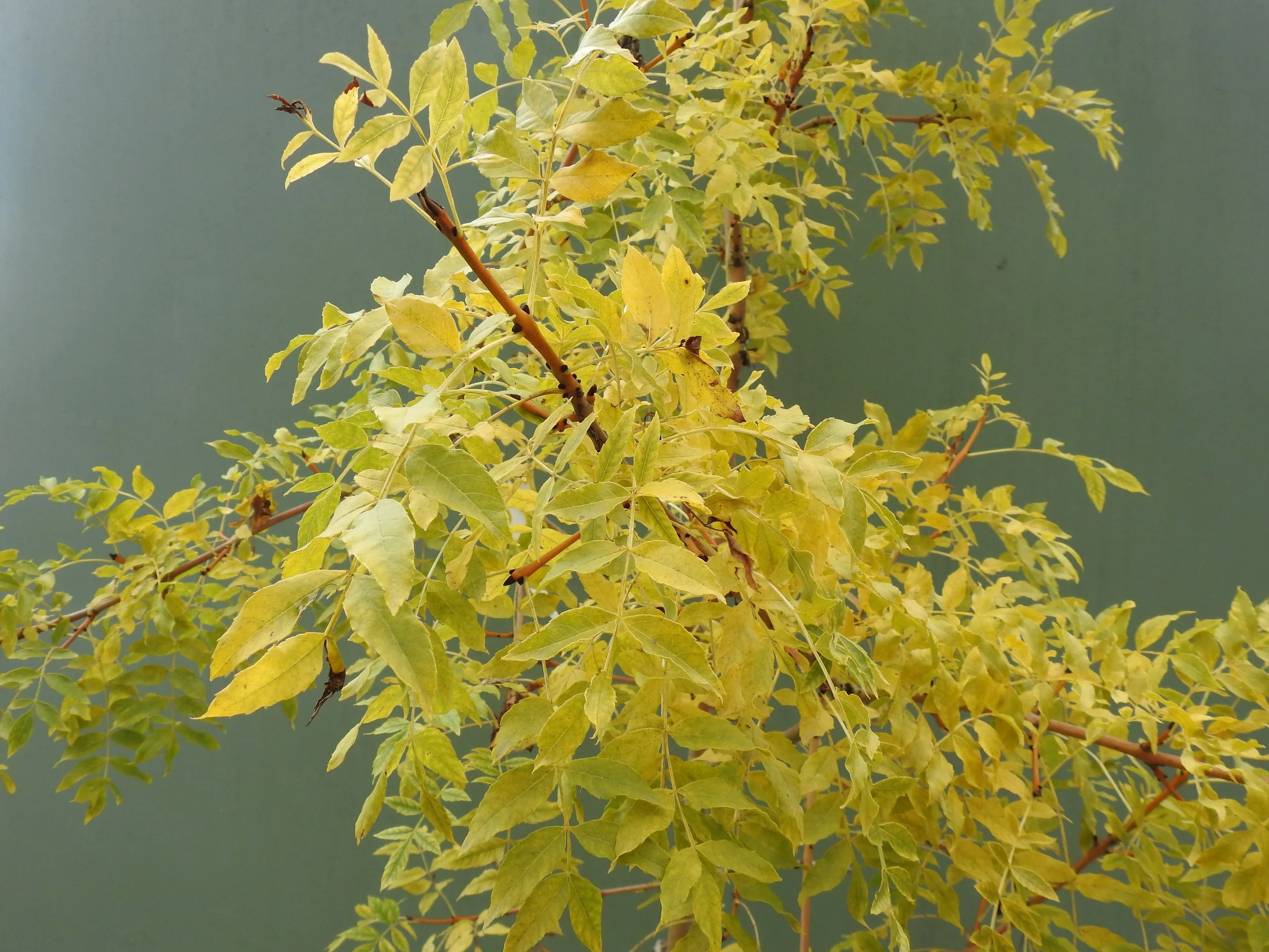 Close up Fraxinus Excelsior Pendula .JPG