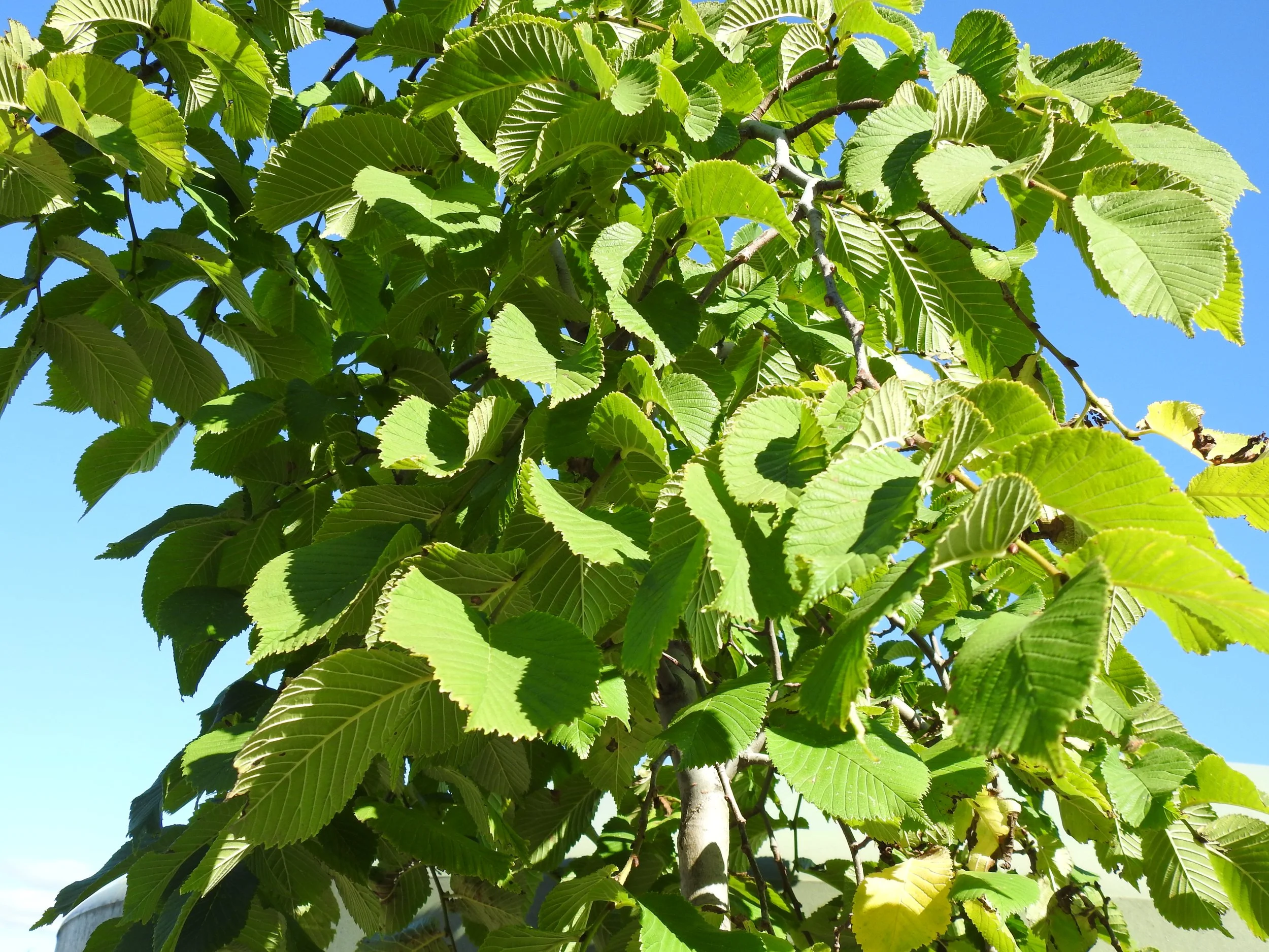 Close up Ulmus Glabra Pendula.JPG