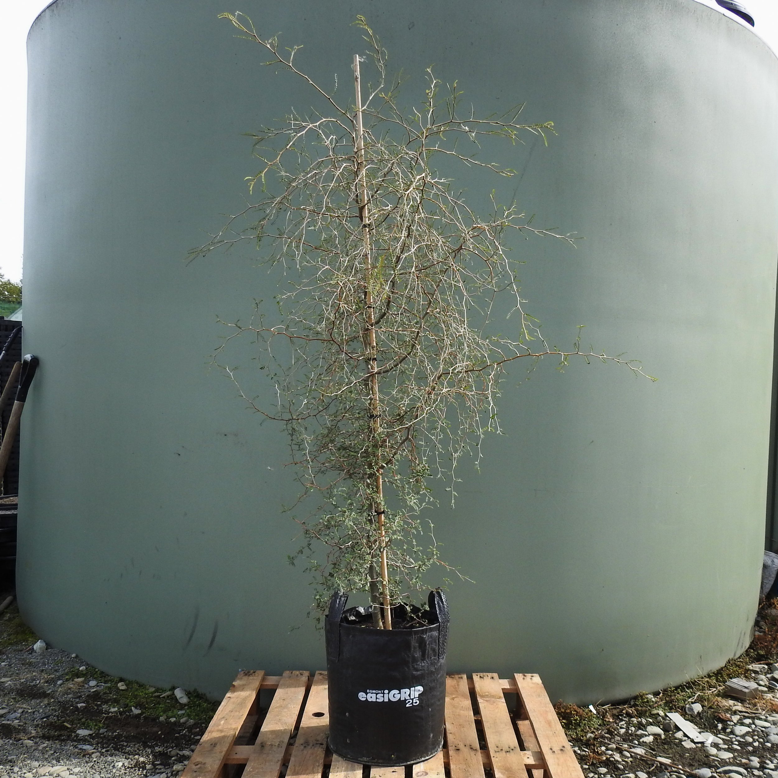 Sophora microphylla.jpg
