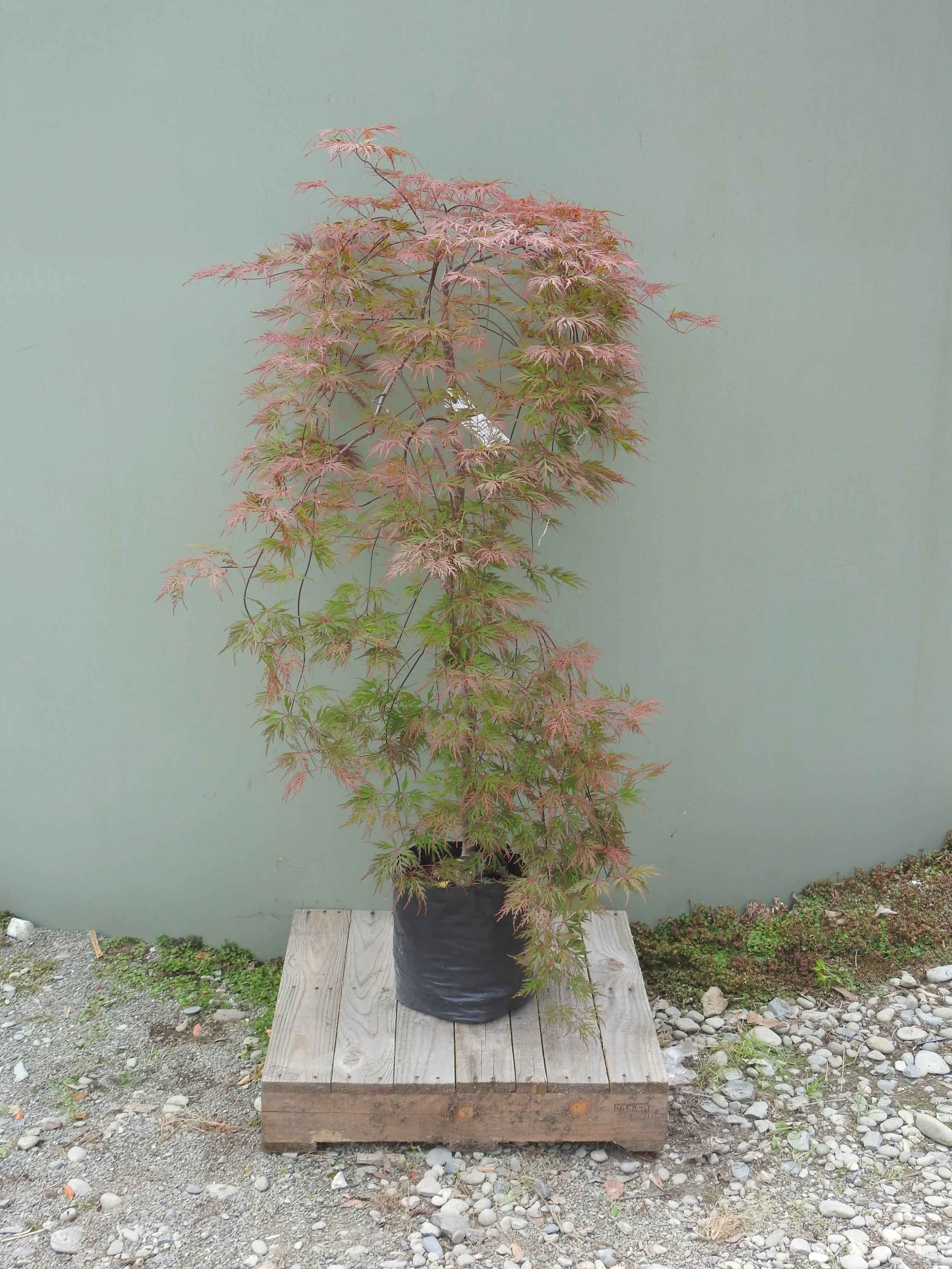 Acer pal. Orangela.JPG