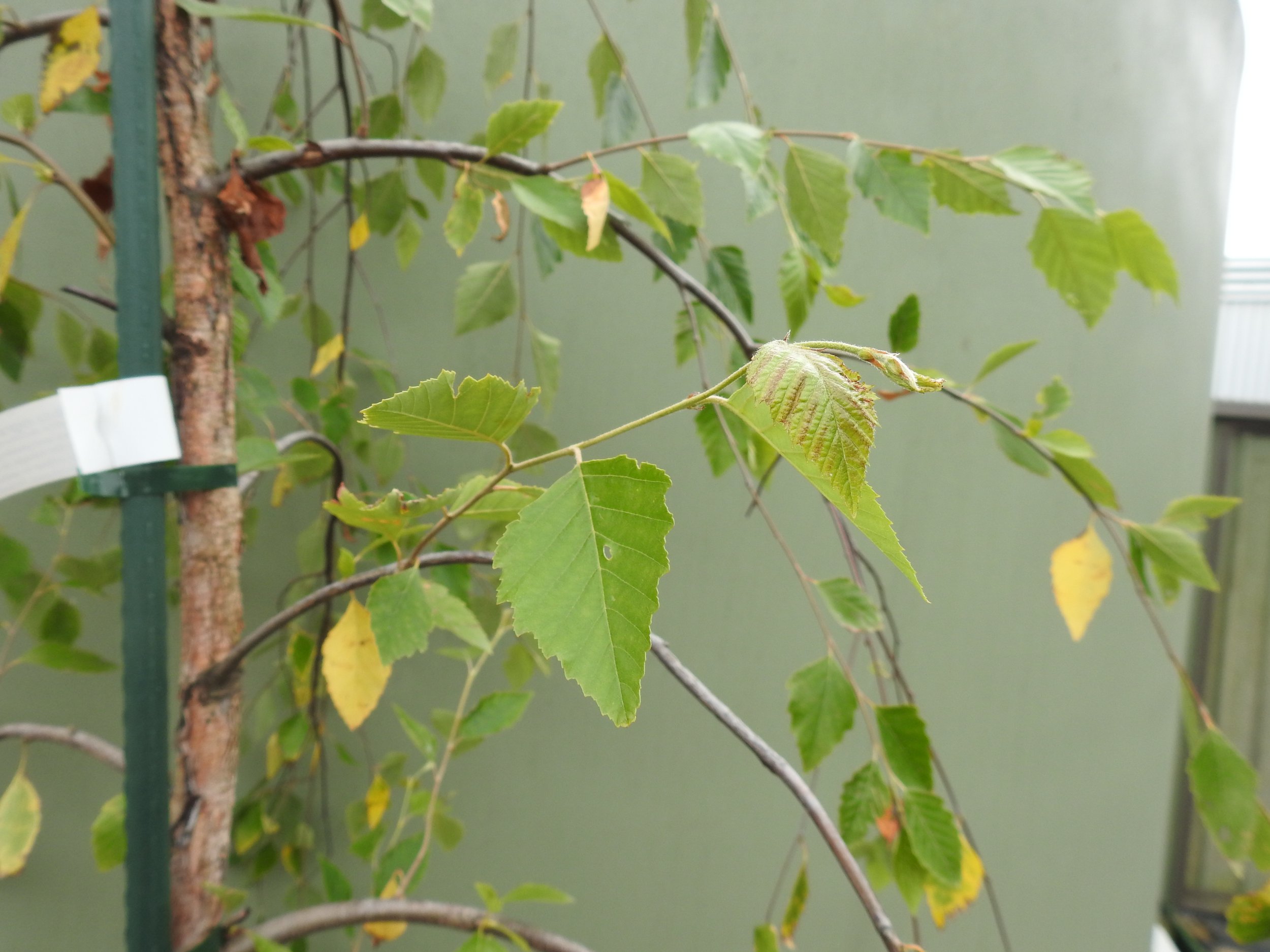 Close up Batula Nigra Summer Cascade.JPG