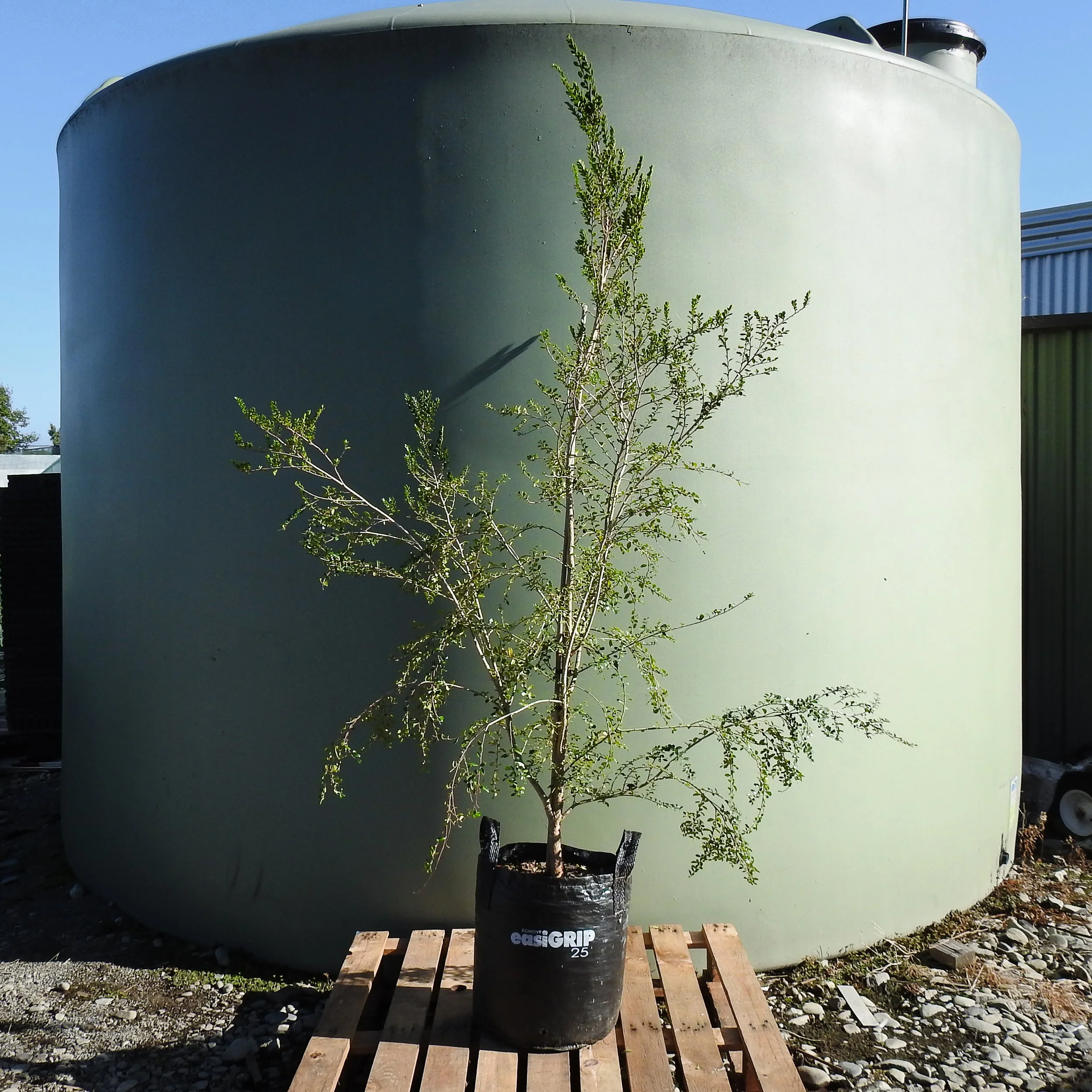 Azara Microphylla.jpg