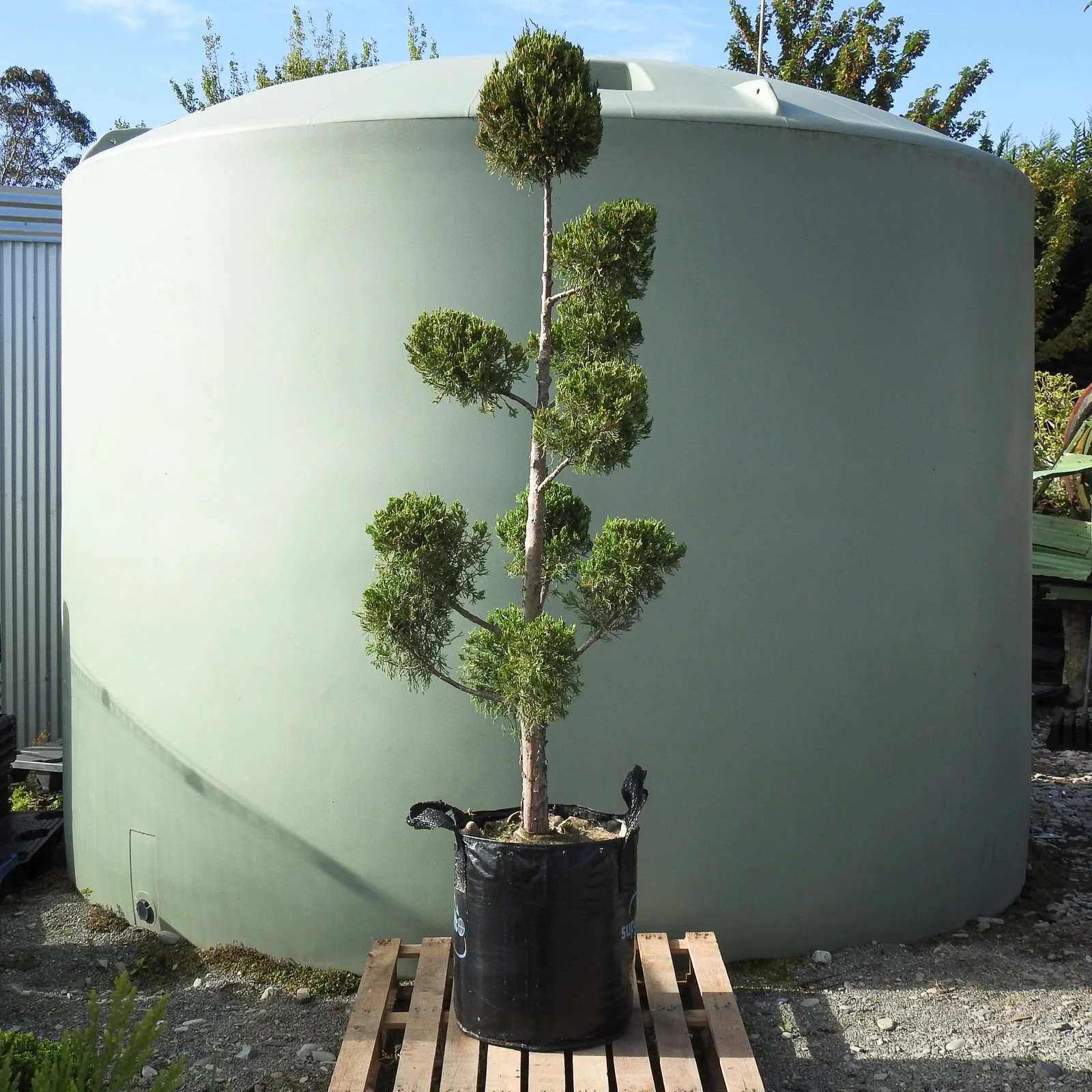 Juniper chinensis spartan Cloud 75Lt.jpg
