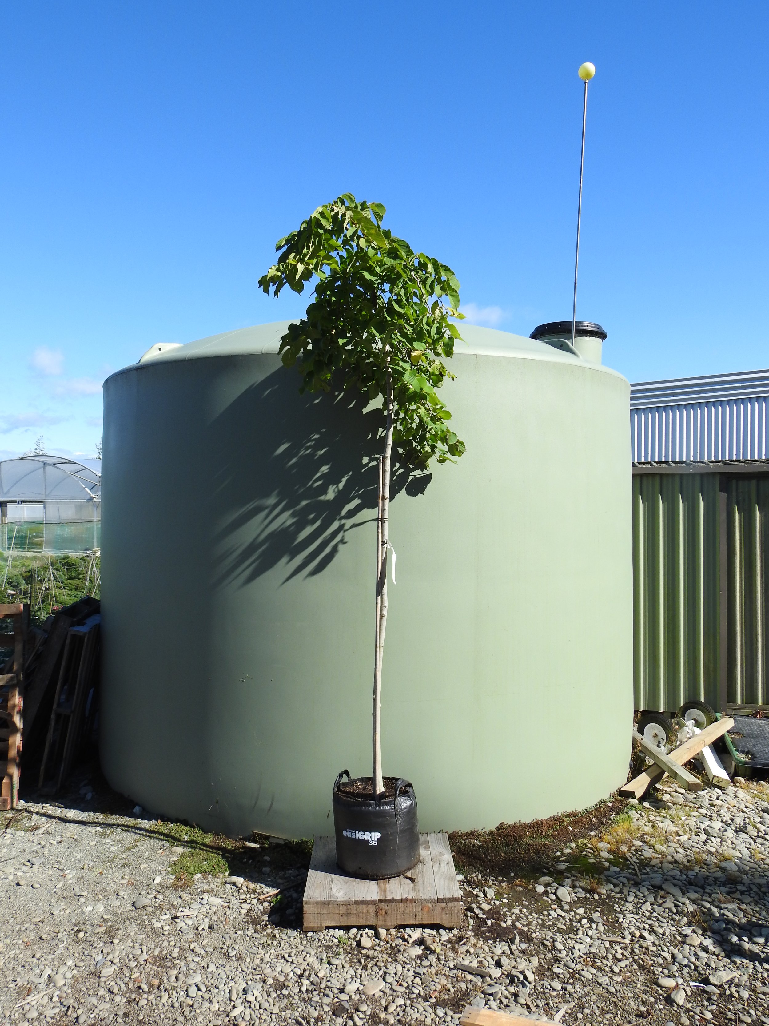 Ulmus Glabra Pendula