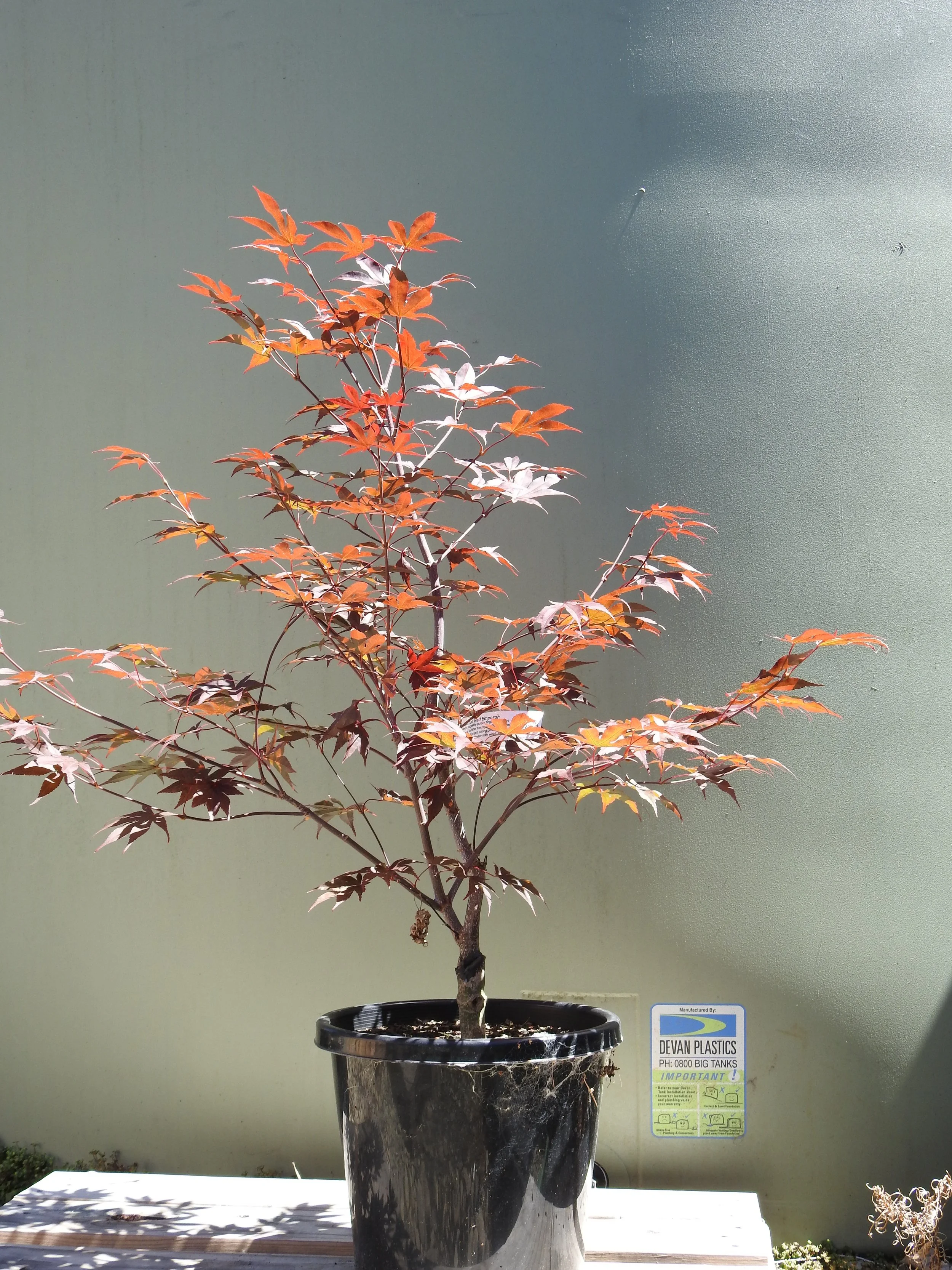 Acer Patio Pal Red Emperor.JPG