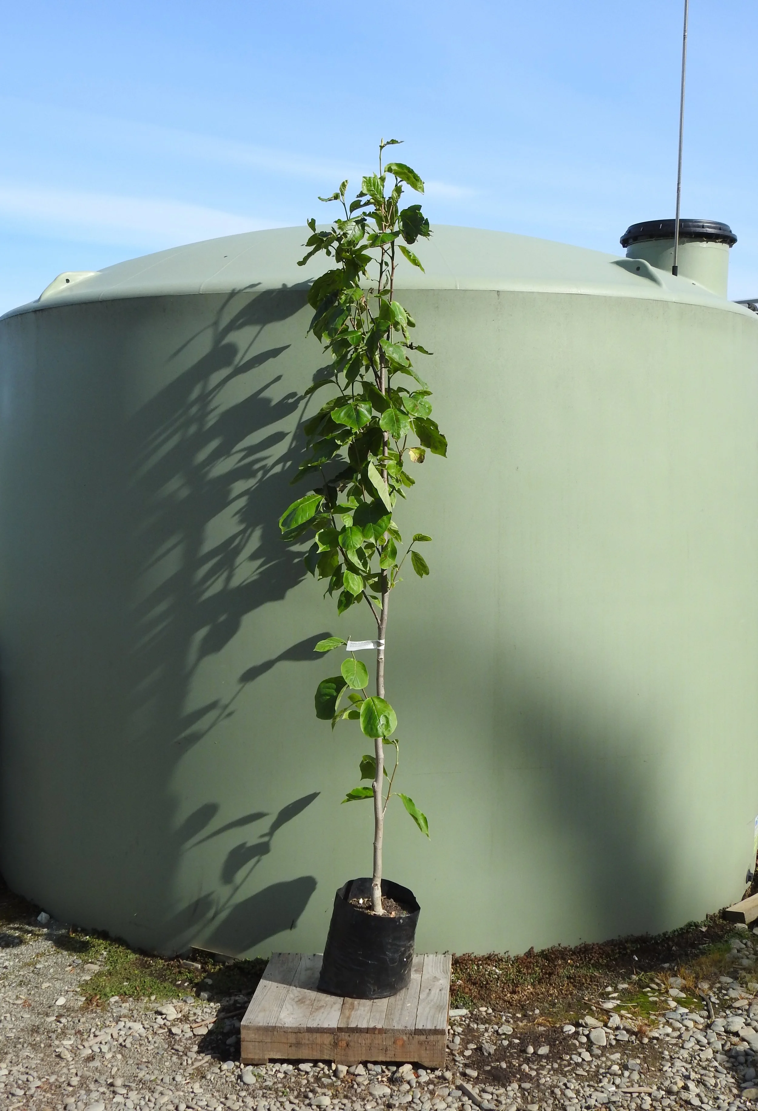 Magnolia yellow lantern