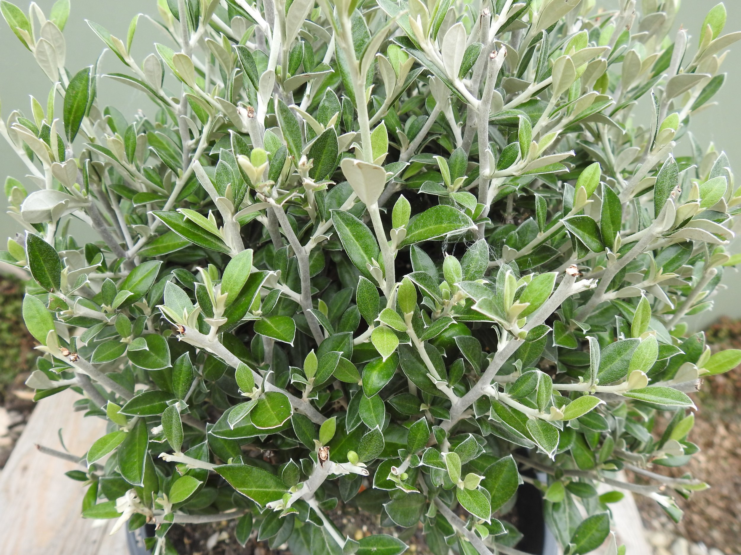 Close up Corokia Pounamu.JPG