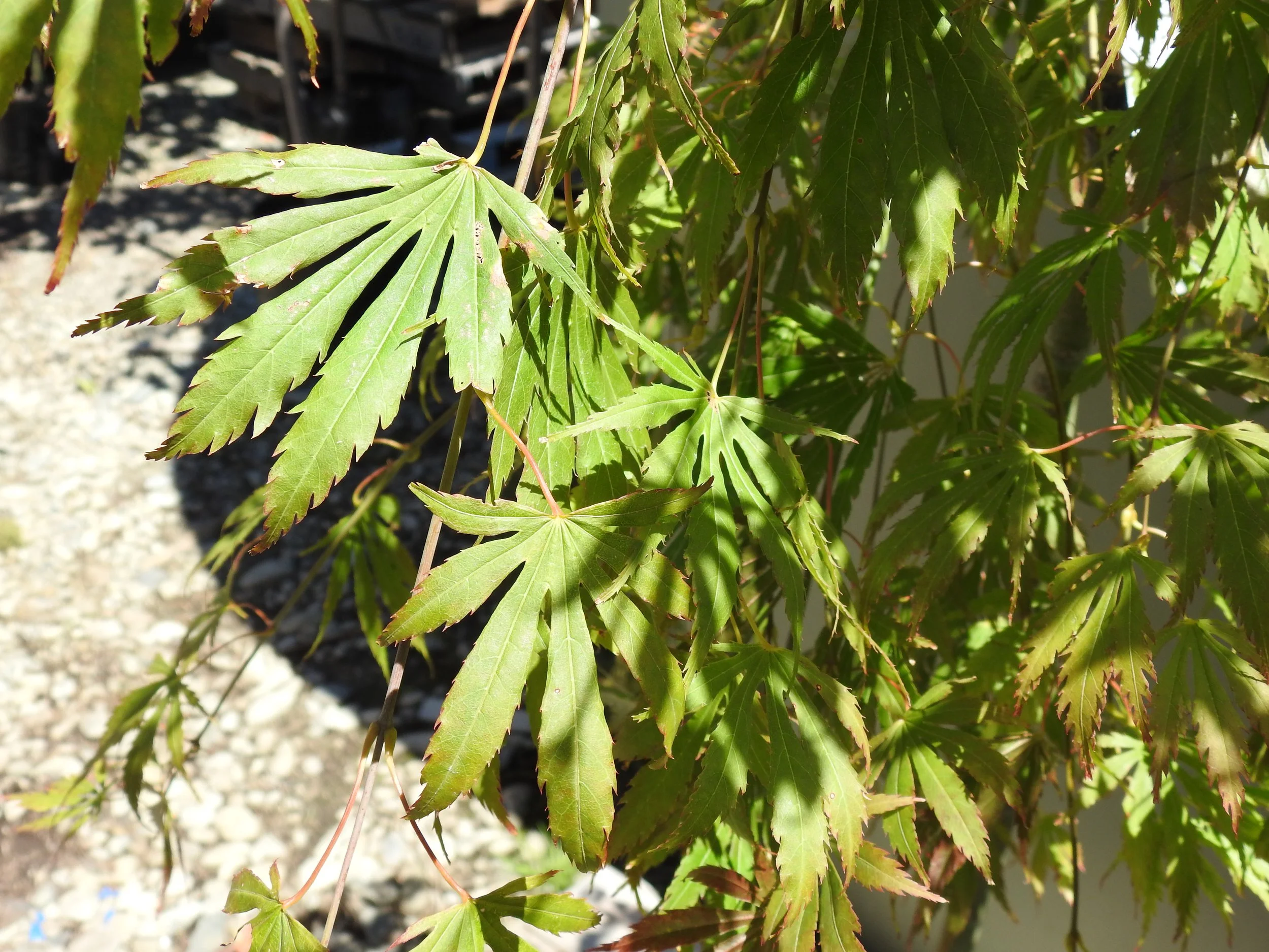 Close up Acer Pal Omure Yama.JPG