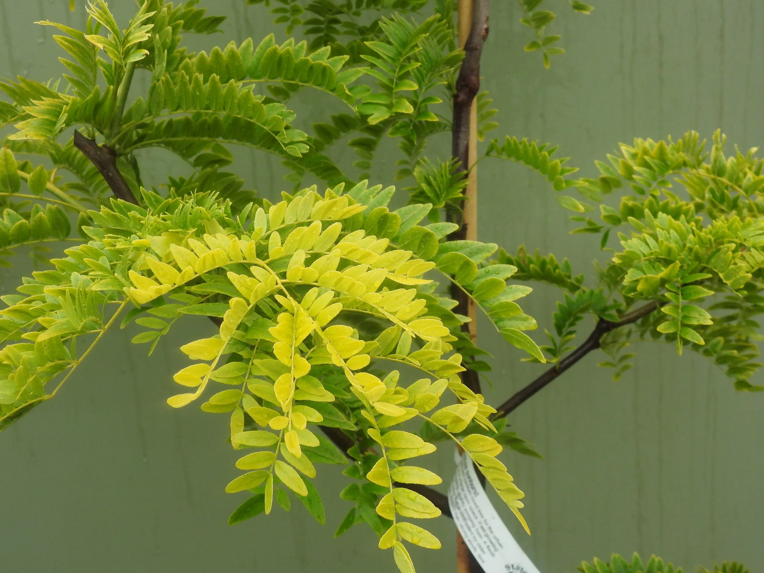 Close up Gleditsia Sunburst.JPG