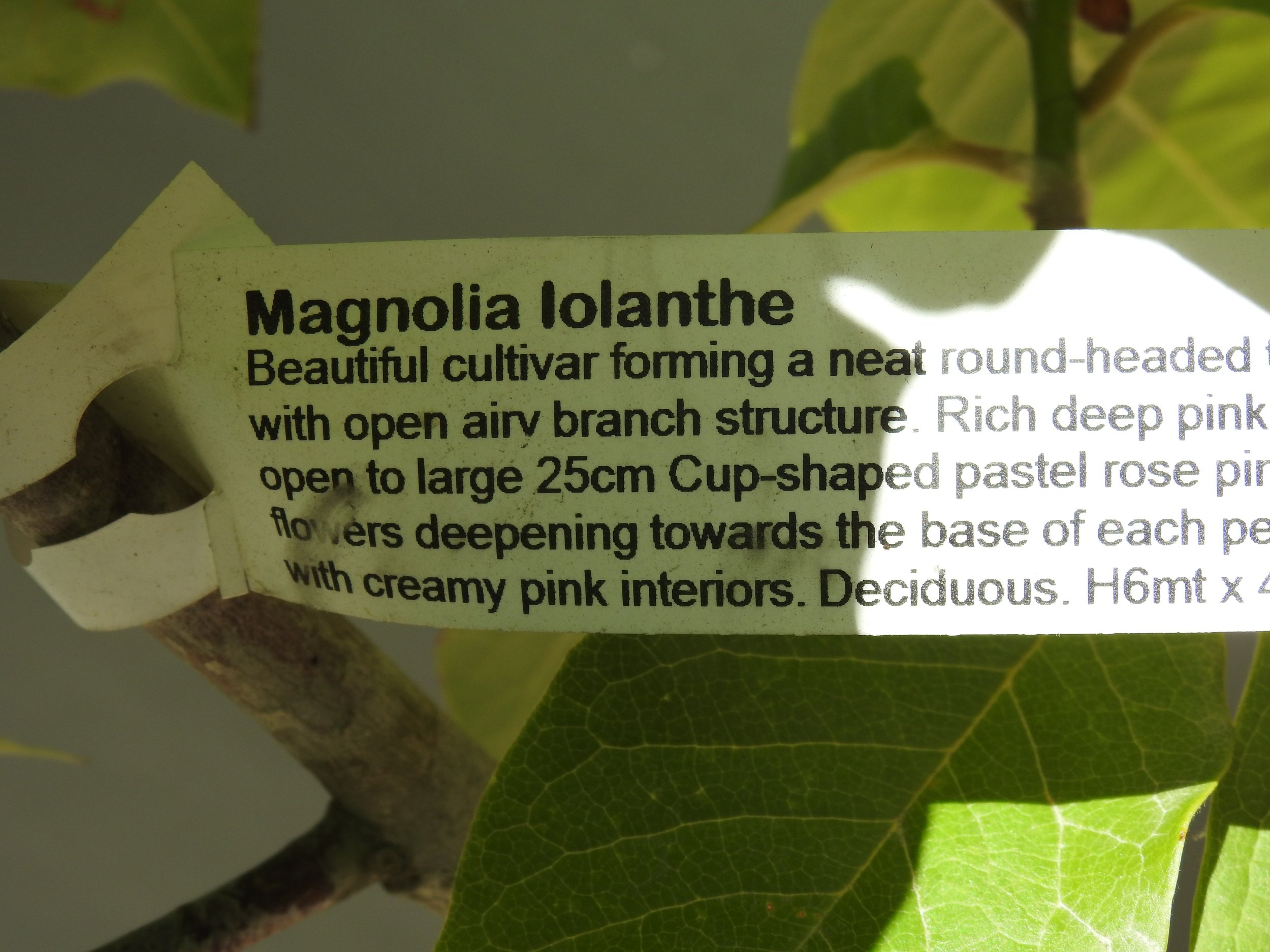 Description Magnolia Lolanthe.JPG