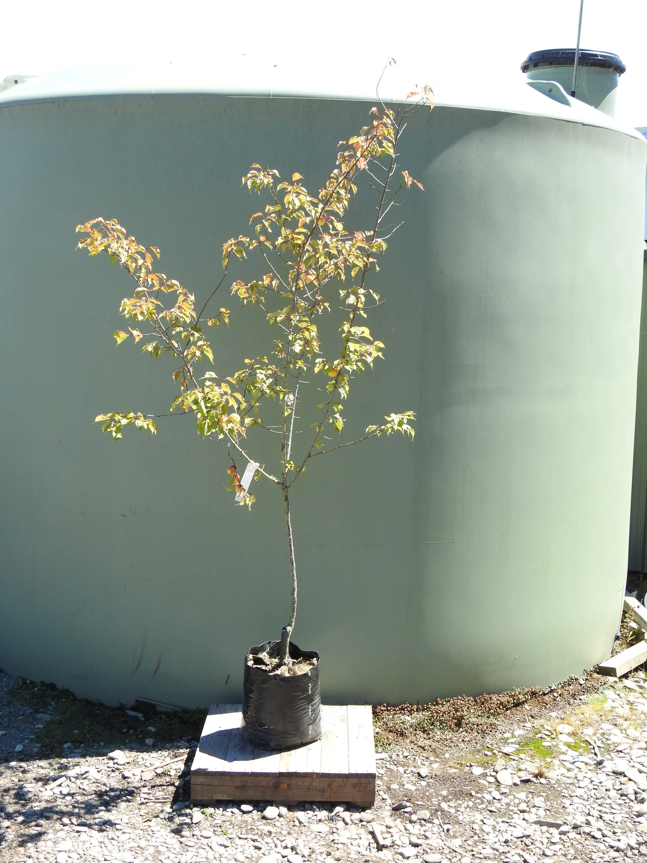 Prunus mume the Geisha