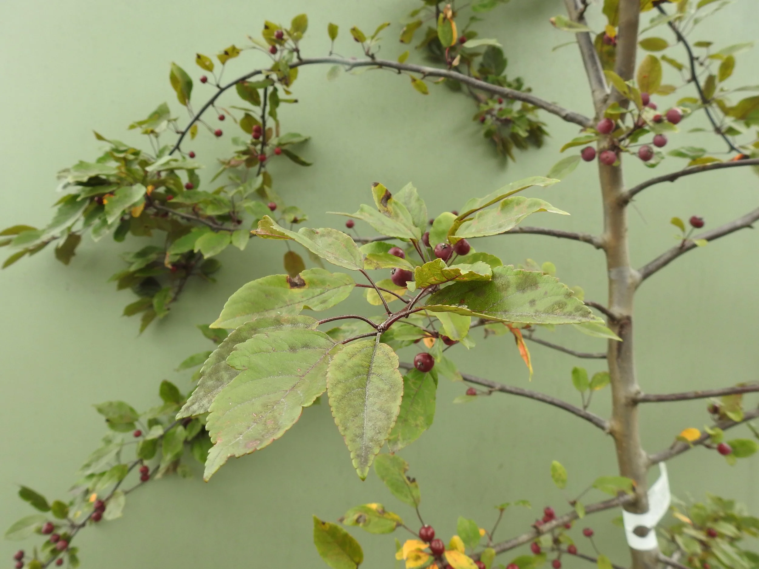 Close up Malus Profusion.JPG