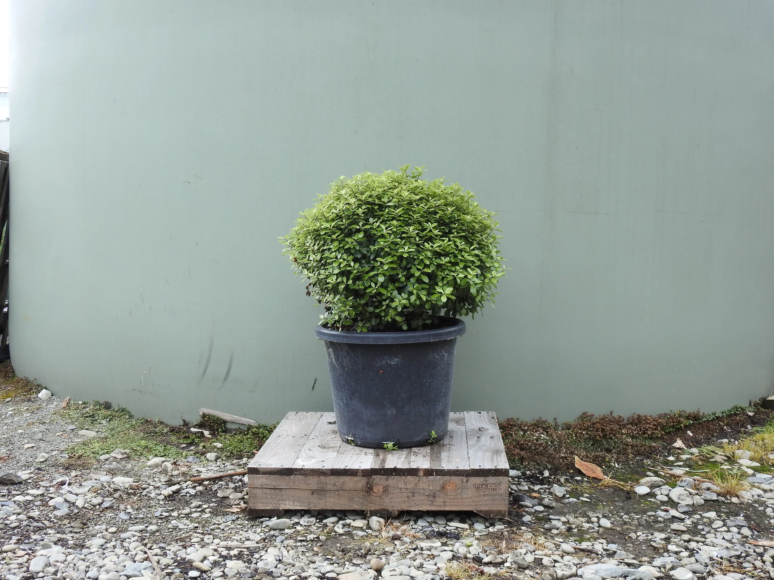 Pittosporum Silver Ball