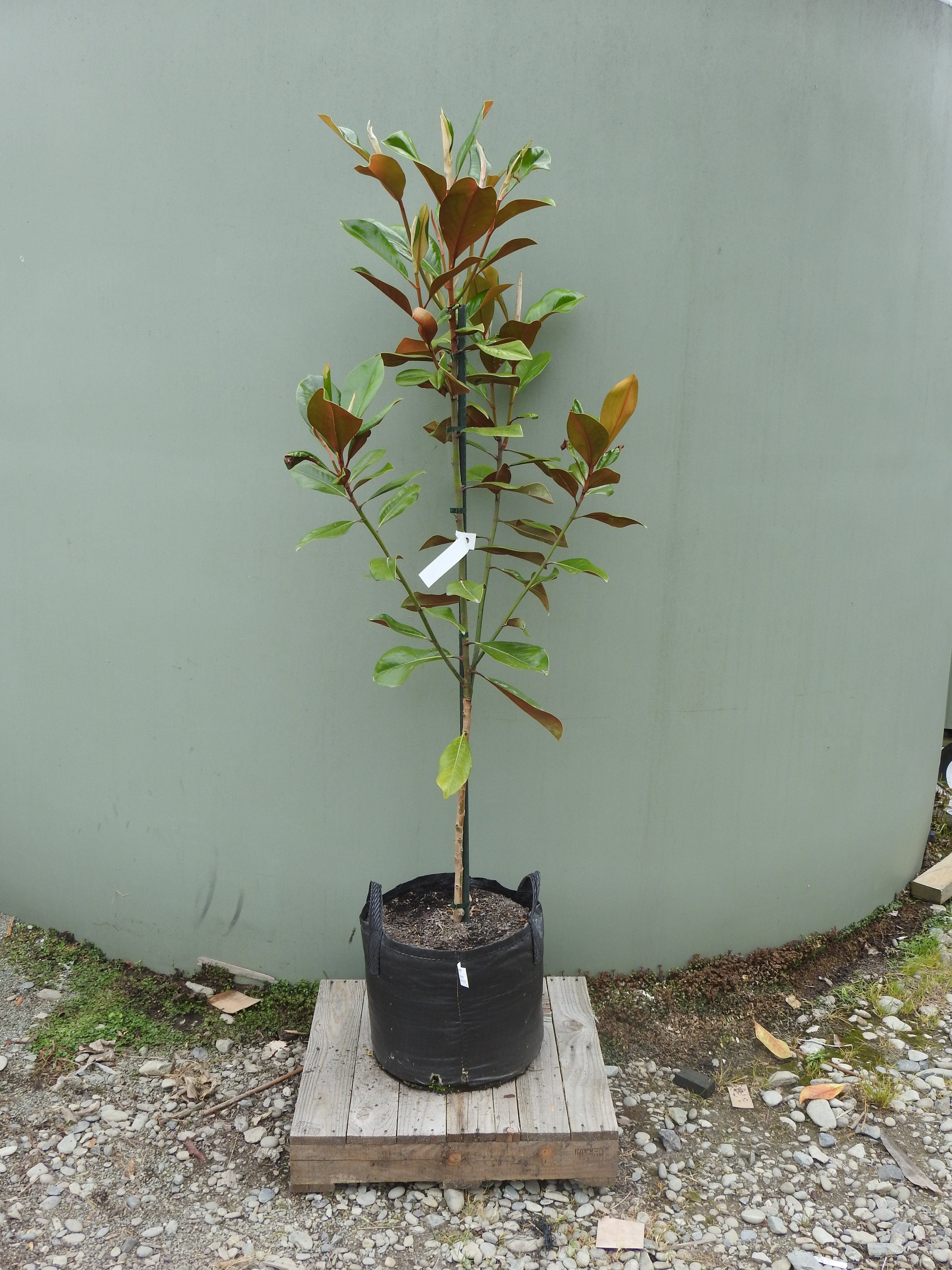 Magnolia Grand Blanchard