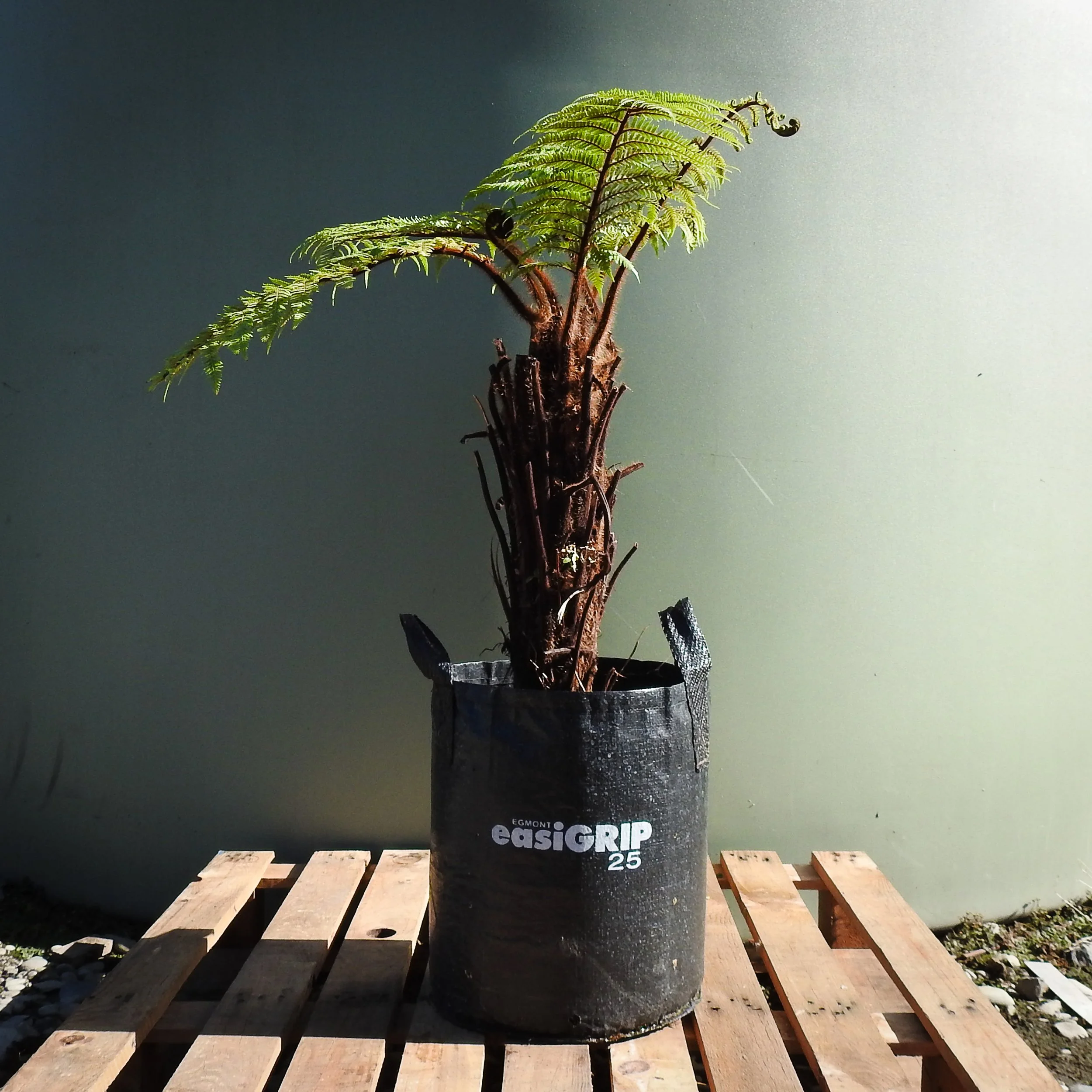 Dicksonia squarrousa.jpg