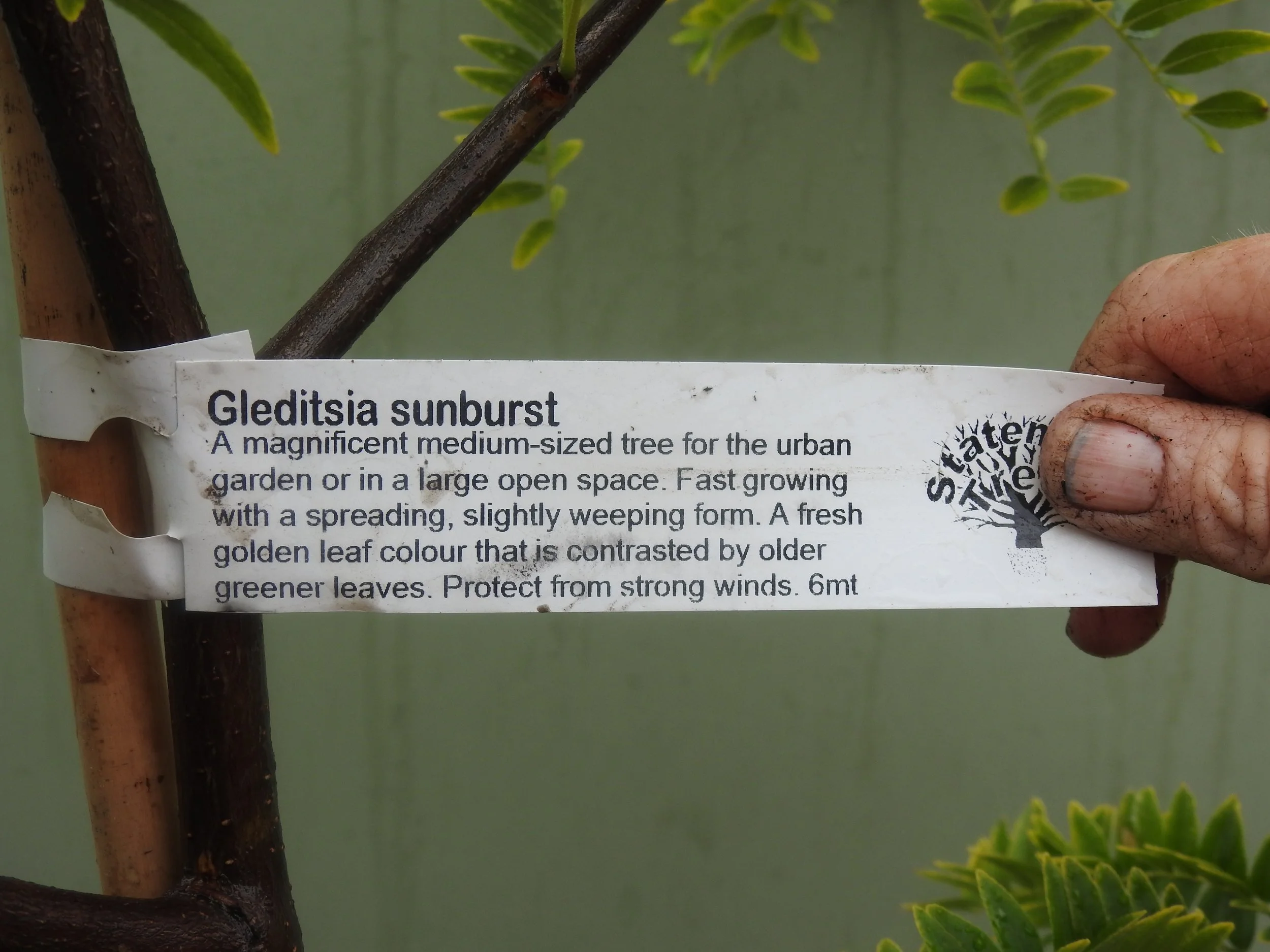 Label Gleditsia Sunburst.JPG