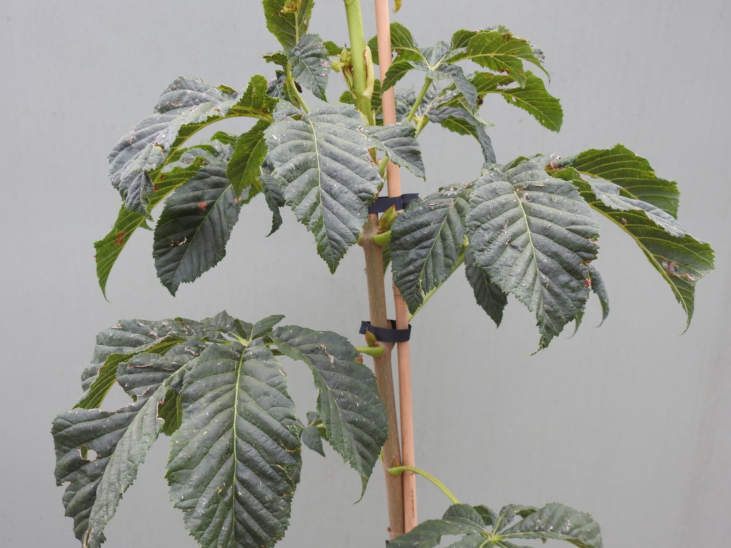 Close up Aesculus Carnea.JPG