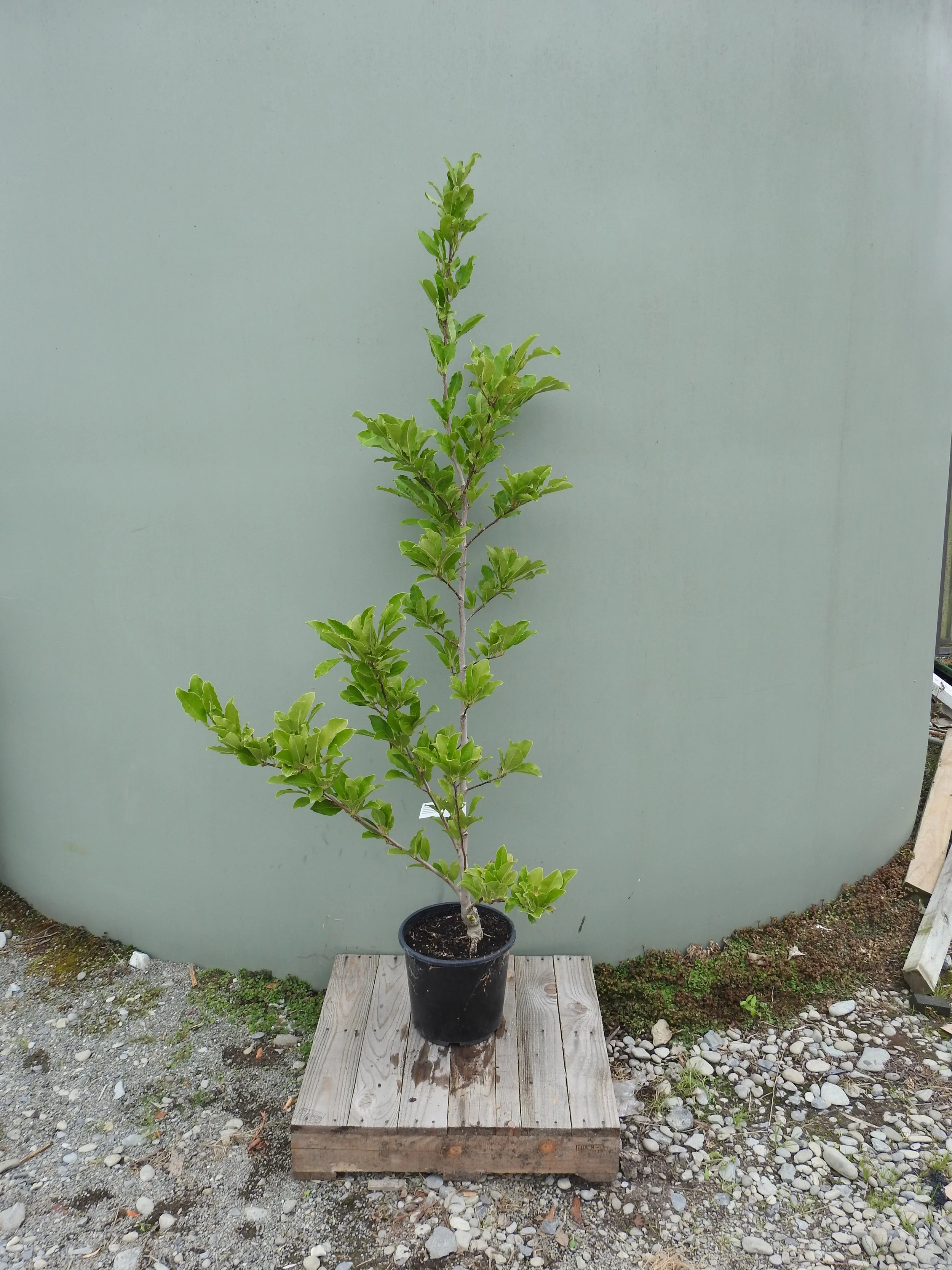 Magnolia Wild Cat.JPG