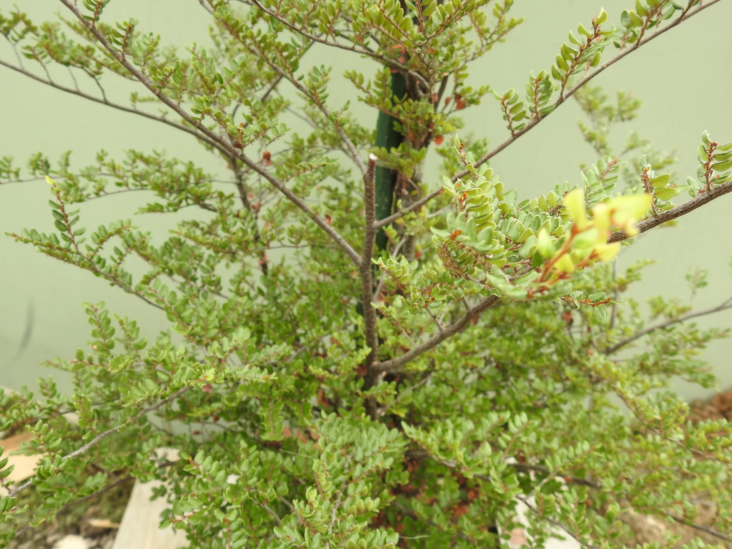 Close up Euscopra Solandri.JPG