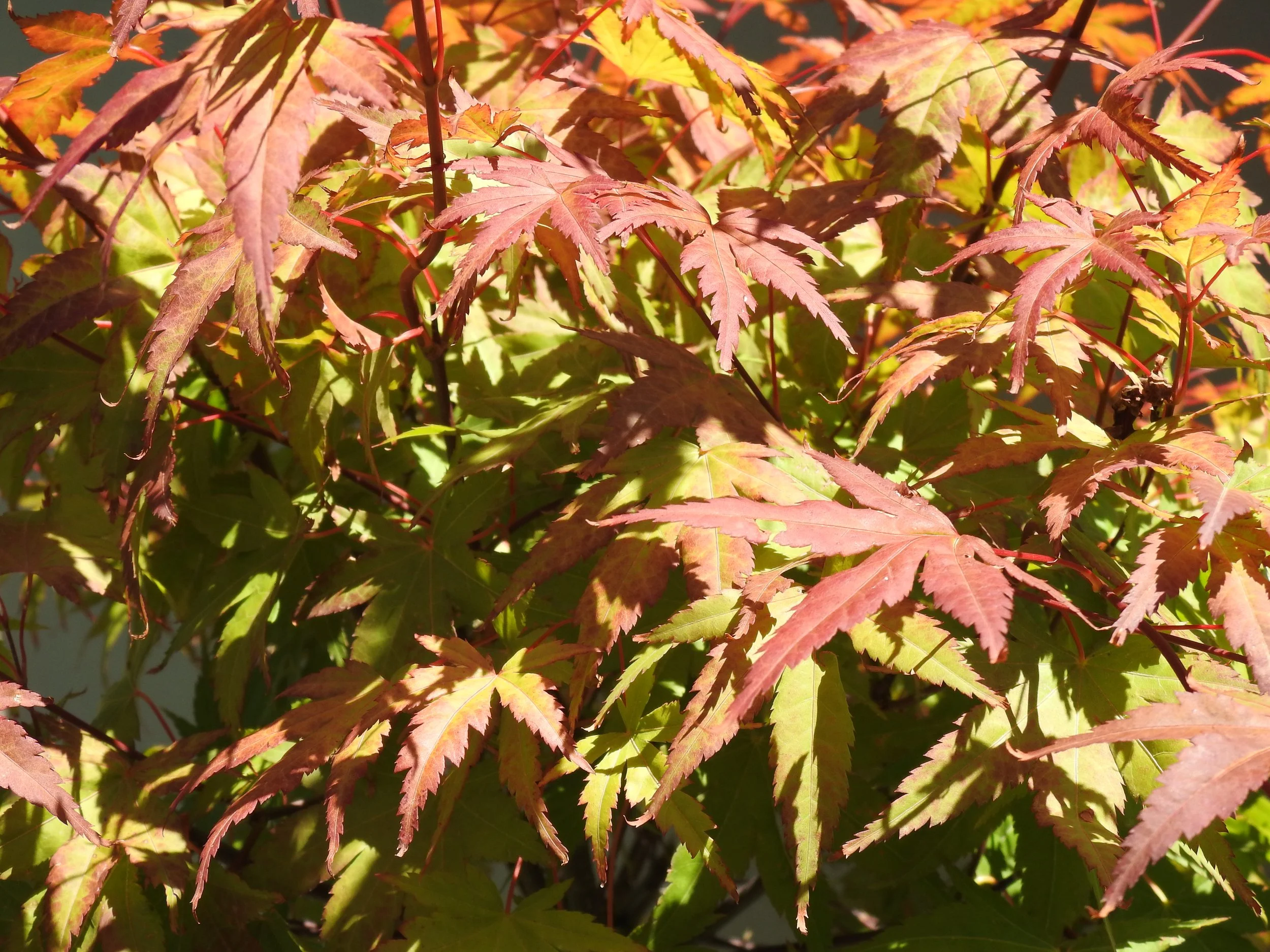 Close up Limelight.JPG