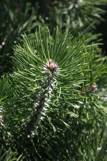 Pinus mugo.JPG