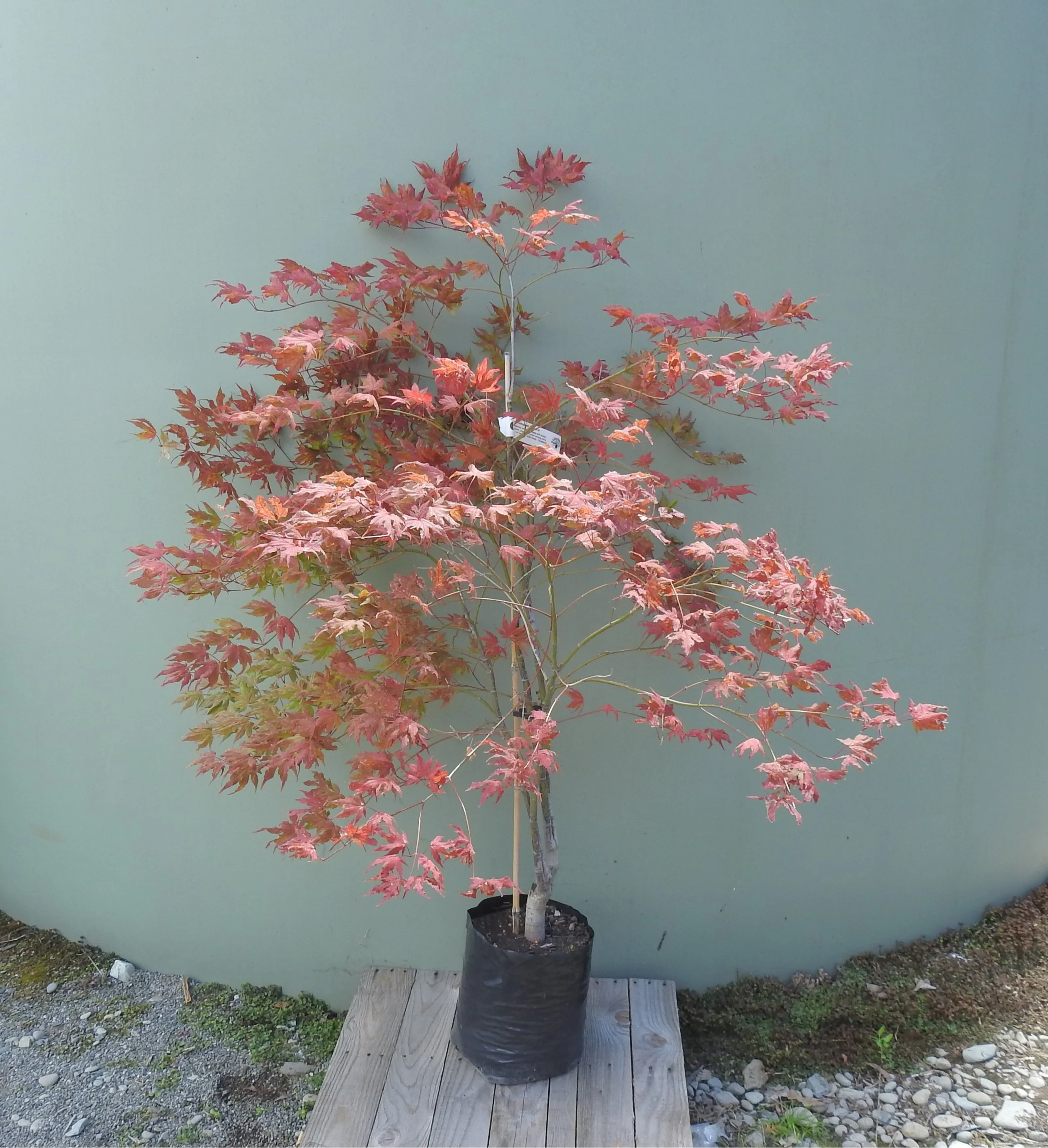 Acer palmatum Samurai