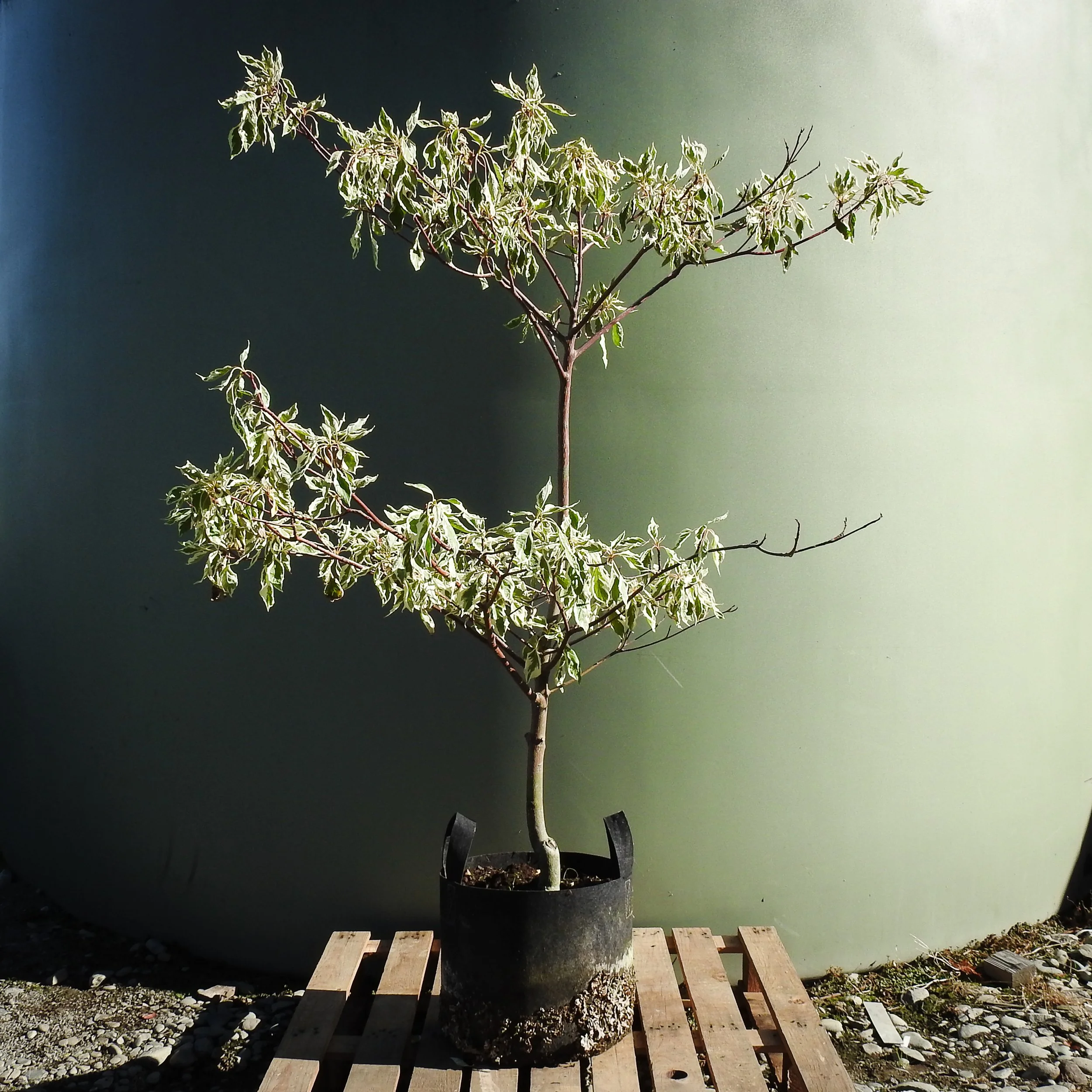 Cornus controversa varigata.jpg