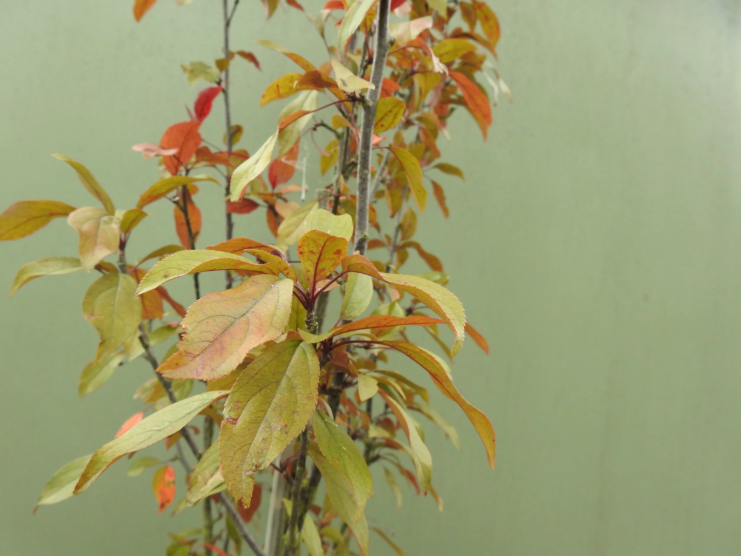 Close up Malus Flamingo.JPG